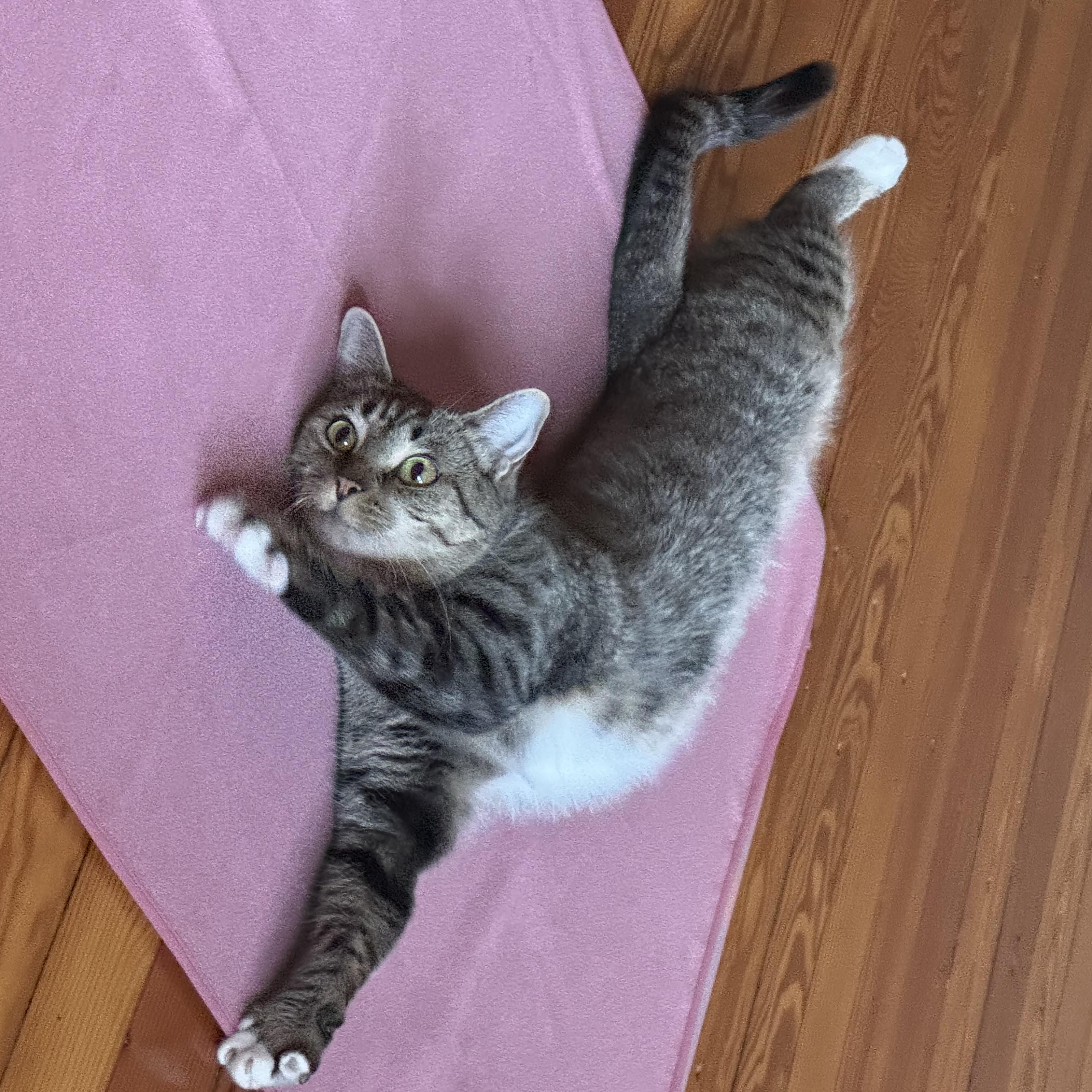 Enlarge Julia, a ADOPTABLE Tabby in Wanaque, NJ image 2/6