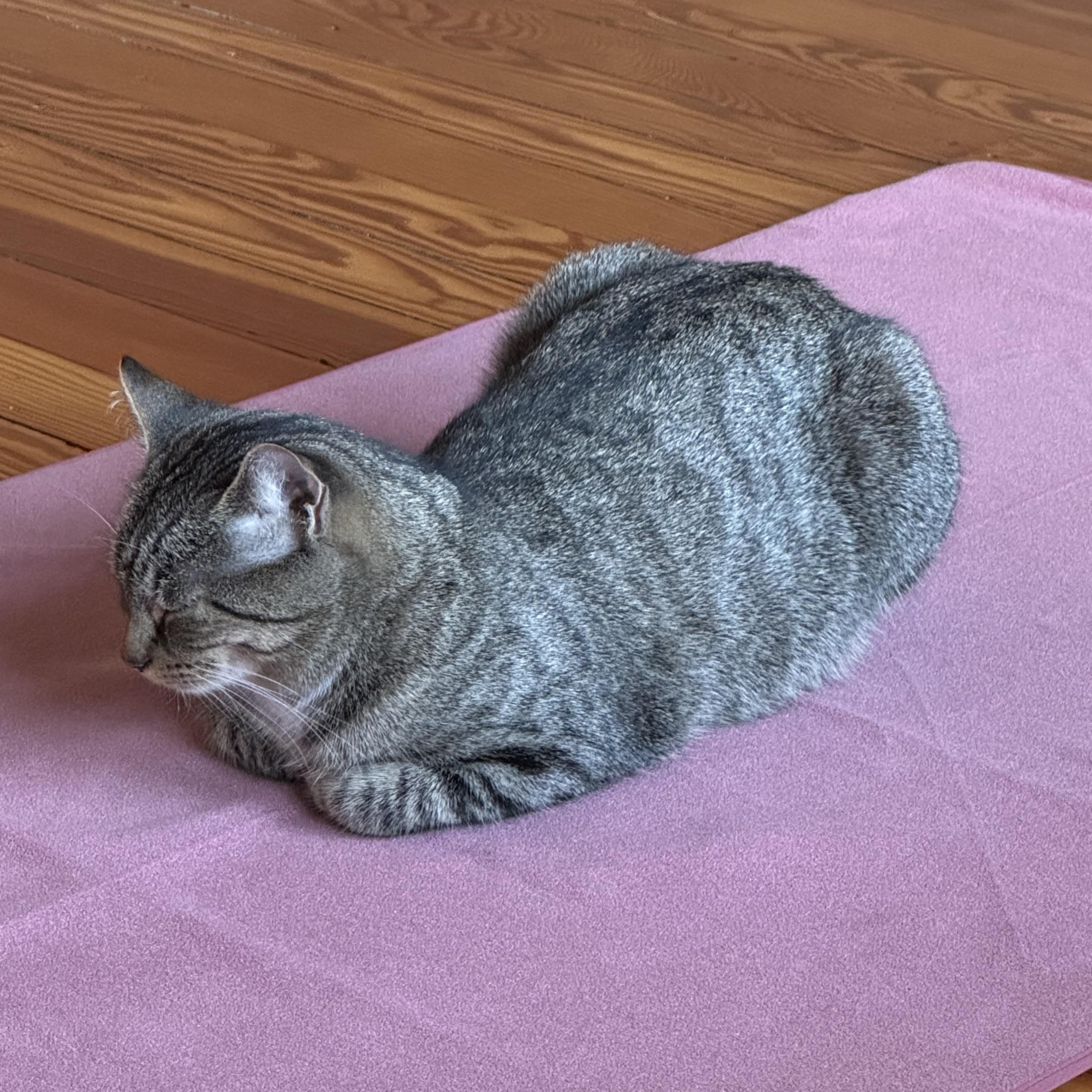 Enlarge Julia, a ADOPTABLE Tabby in Wanaque, NJ image 4/6