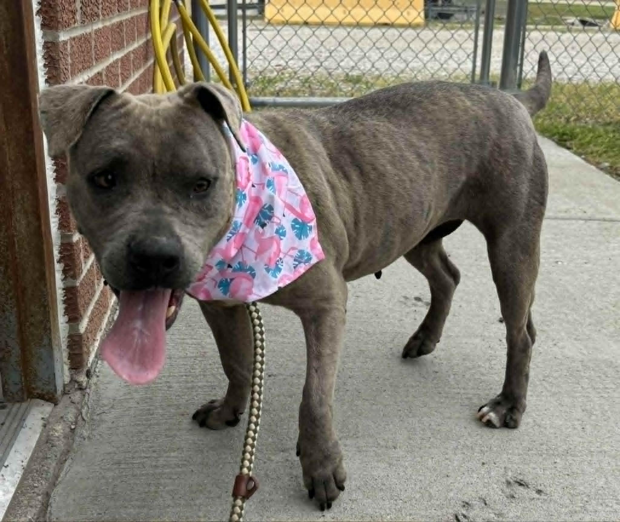 Enlarge ellie mae, a ADOPTABLE Mixed Breed in Granite City, IL image 5/5