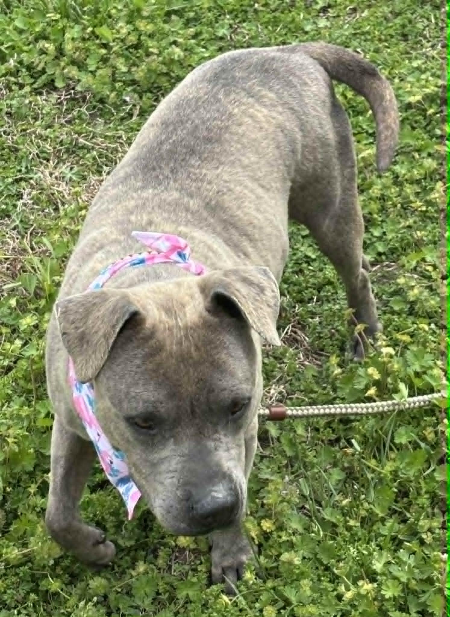 Enlarge ellie mae, a ADOPTABLE Mixed Breed in Granite City, IL image 4/5