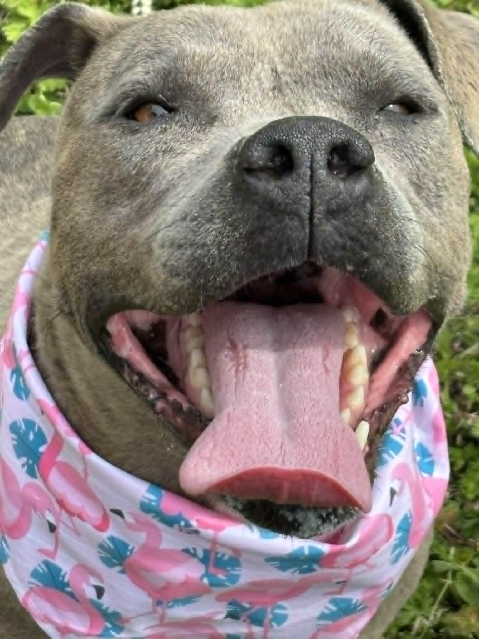 Enlarge ellie mae, a ADOPTABLE Mixed Breed in Granite City, IL image 3/5