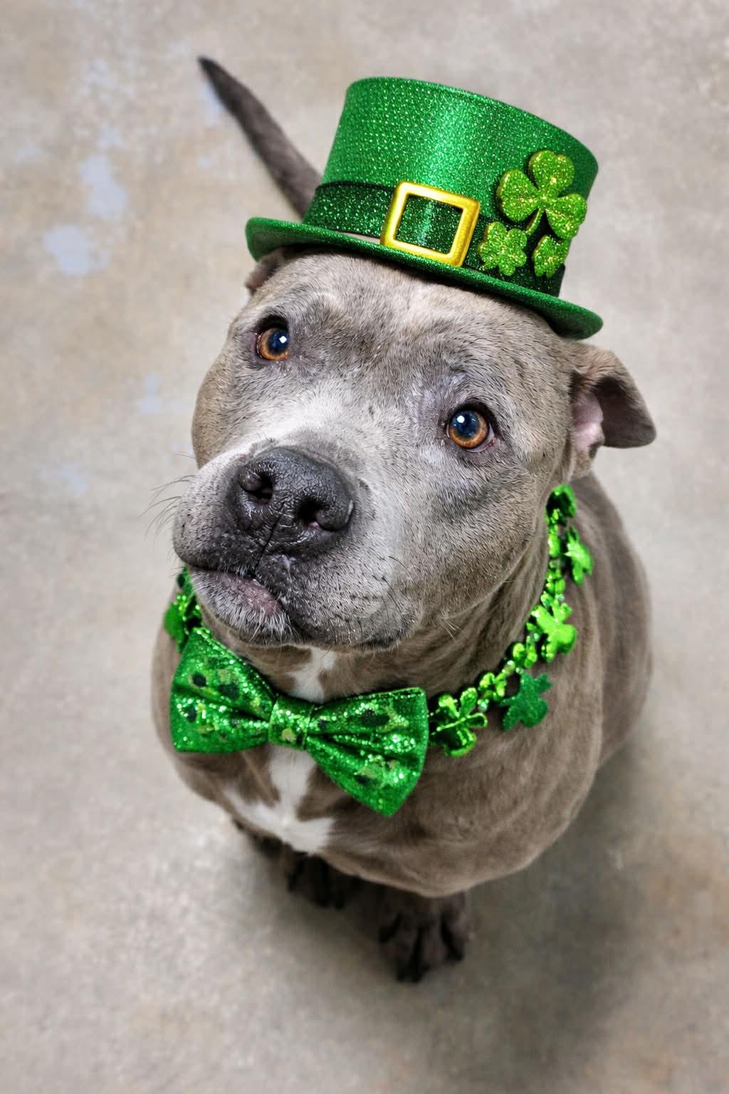 ellie mae, ADOPTABLE, Young Female Mixed Breed.