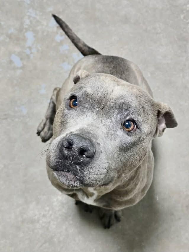 ellie mae, a ADOPTABLE Mixed Breed in Granite City, IL image 2/2