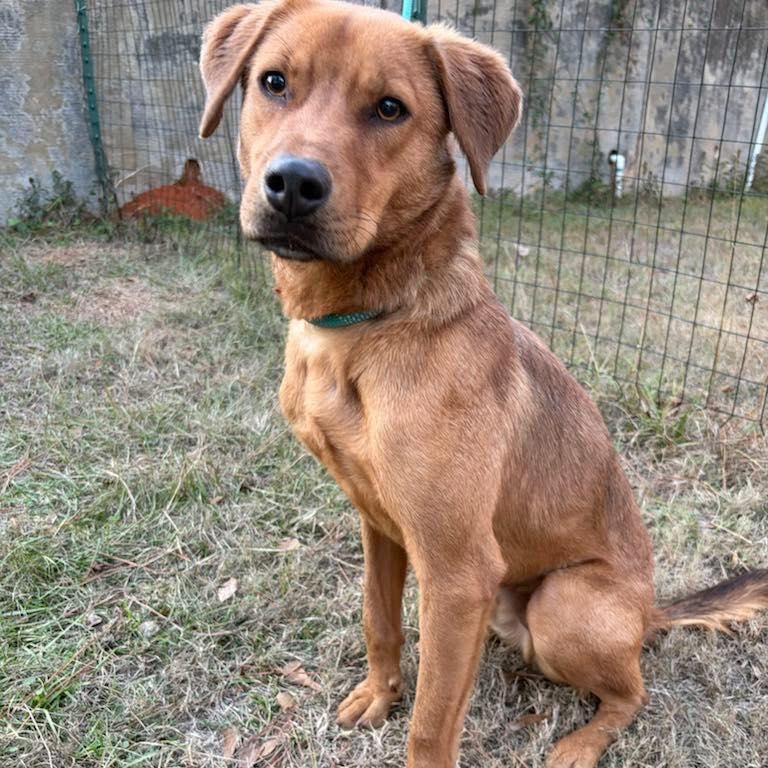 Enlarge Dallas, a ADOPTABLE mixed breed in Saint Petersburg, FL image 1/1