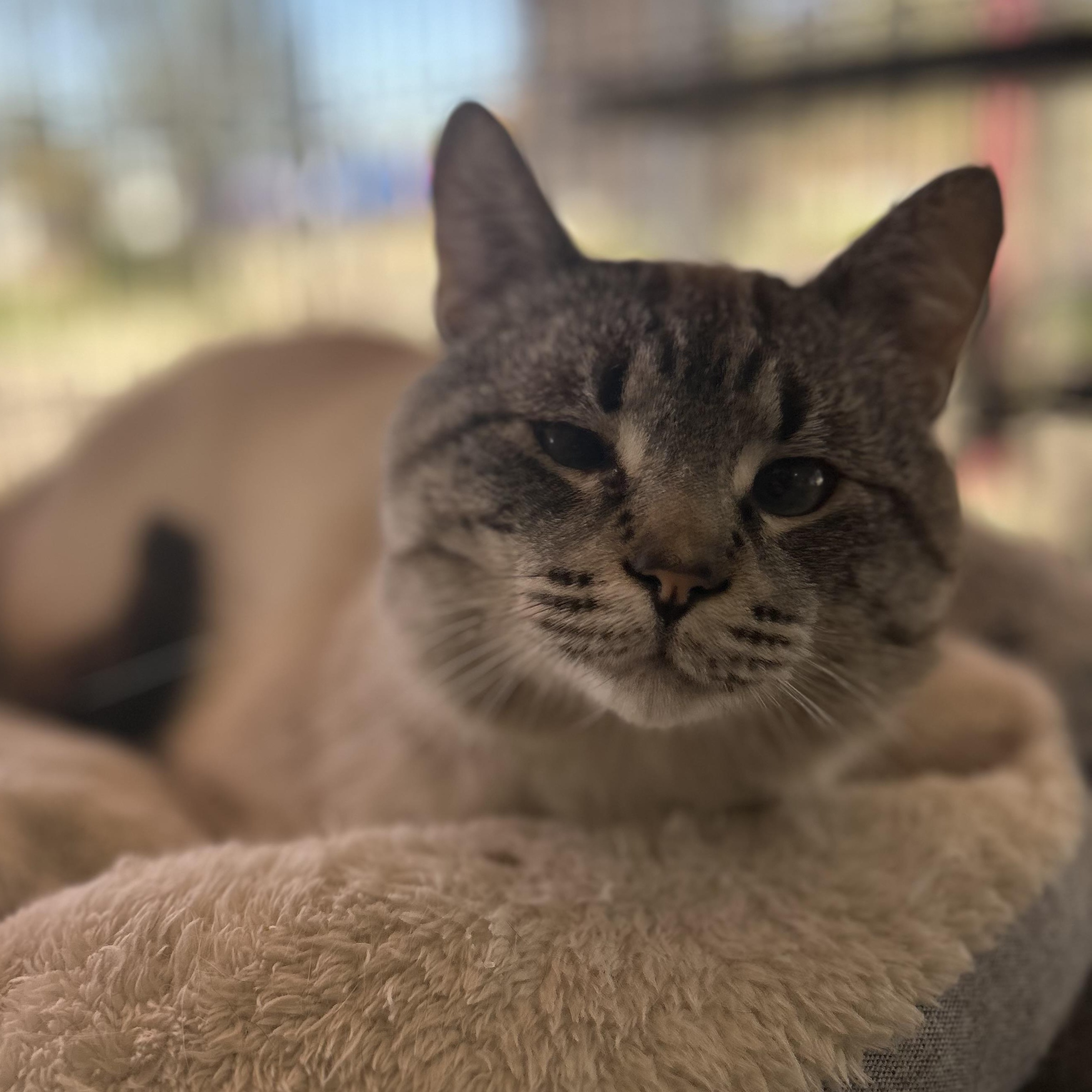Enlarge Stanley, an adopted Siamese in Madison Heights, MI image 4/4