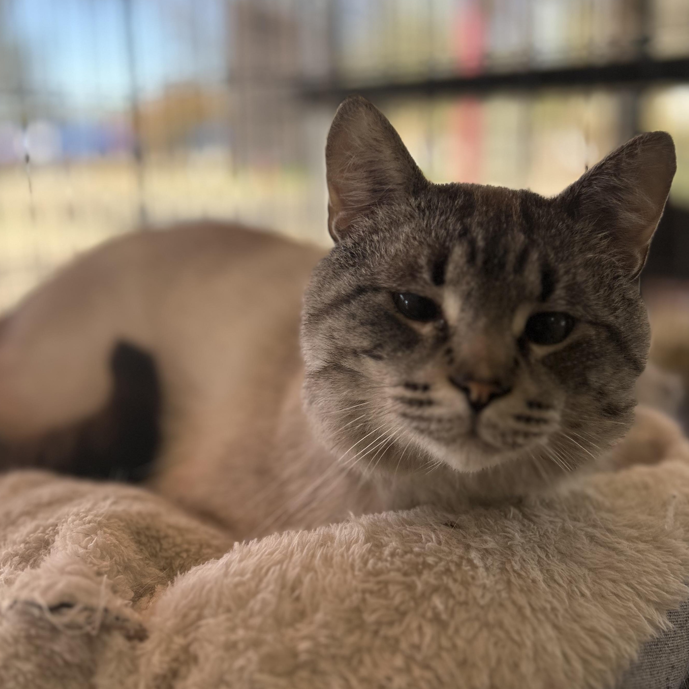 Enlarge Stanley, an adopted Siamese in Madison Heights, MI image 3/4