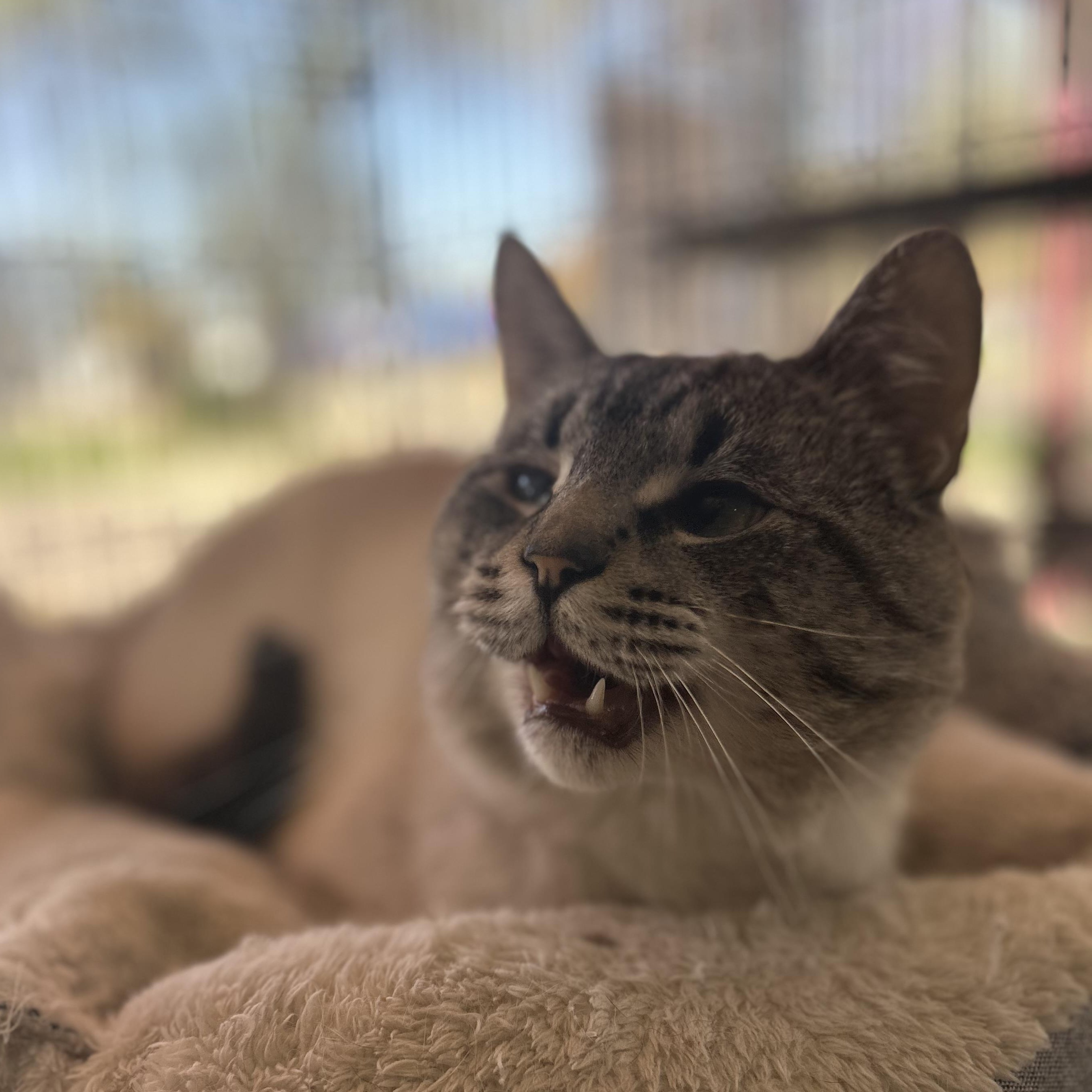 Stanley, adopted, Young Male Siamese.