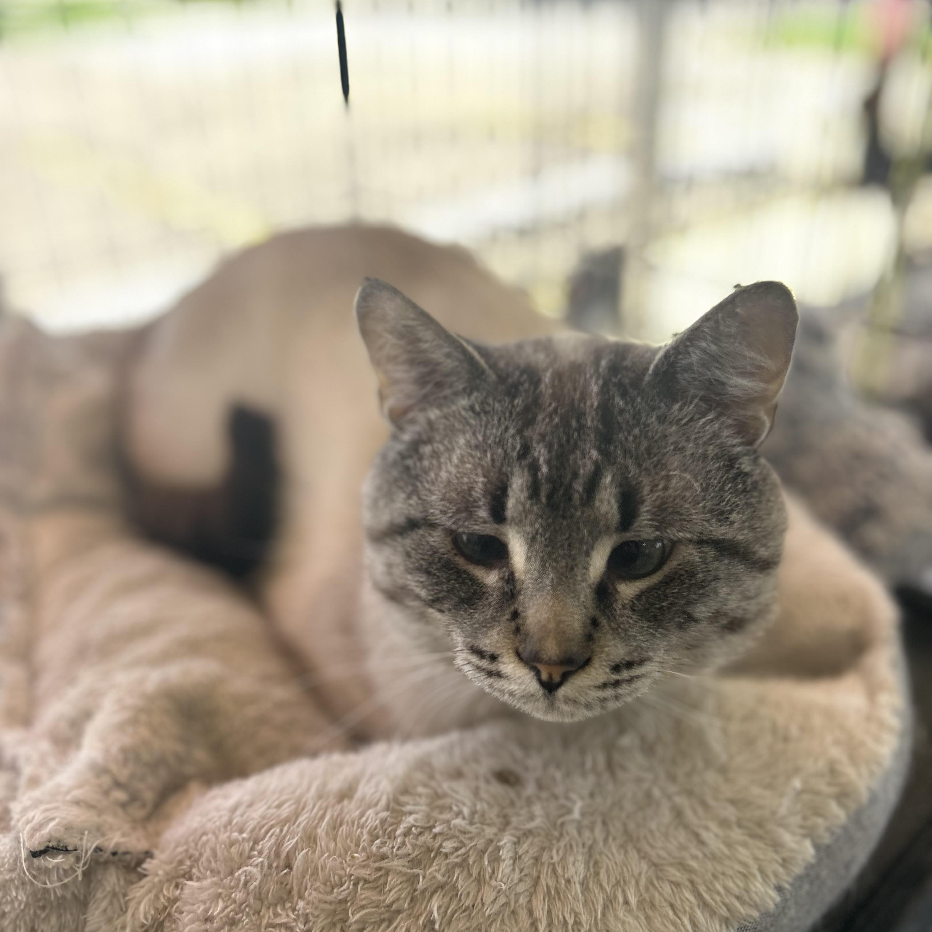 Enlarge Stanley, an adopted Siamese in Madison Heights, MI image 2/4