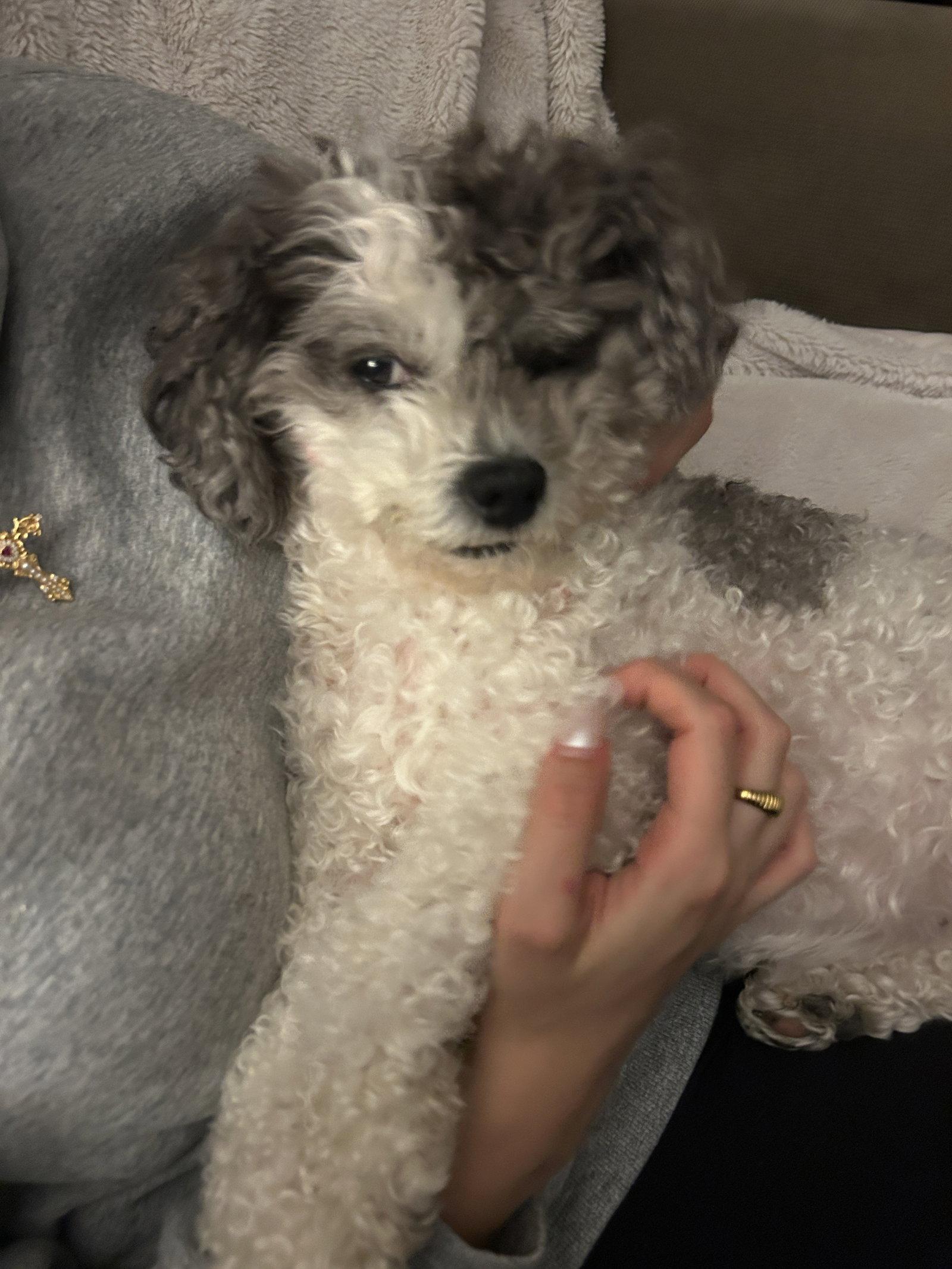 Ivy, Adoptable, Senior Female Shih Tzu & Poodle.