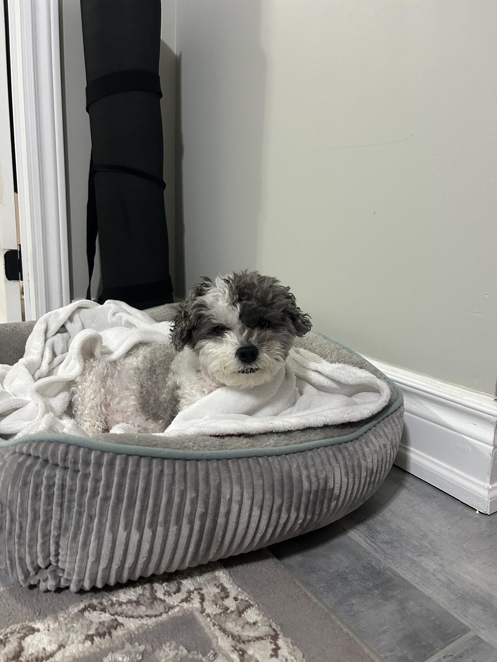 Ivy, a Adoptable mixed breed in Etobicoke, ON image 2/2