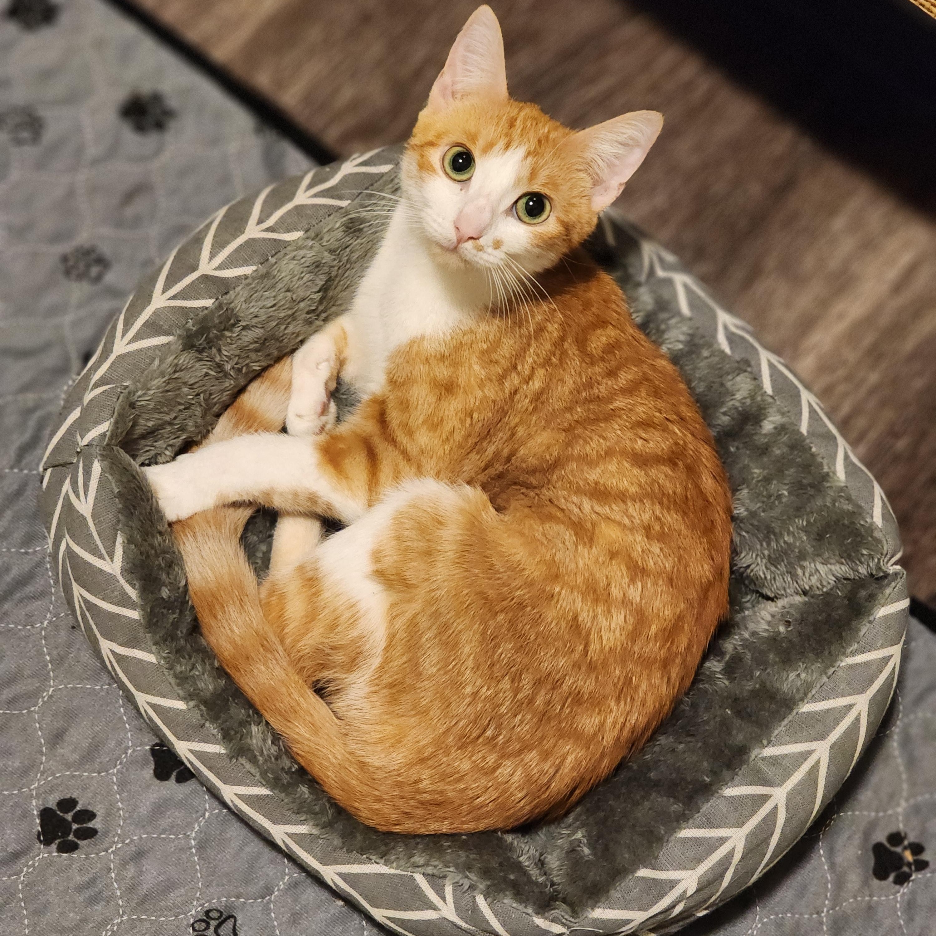 Lemonade, a ADOPTABLE Domestic Short Hair in Hutto, TX image 2/2