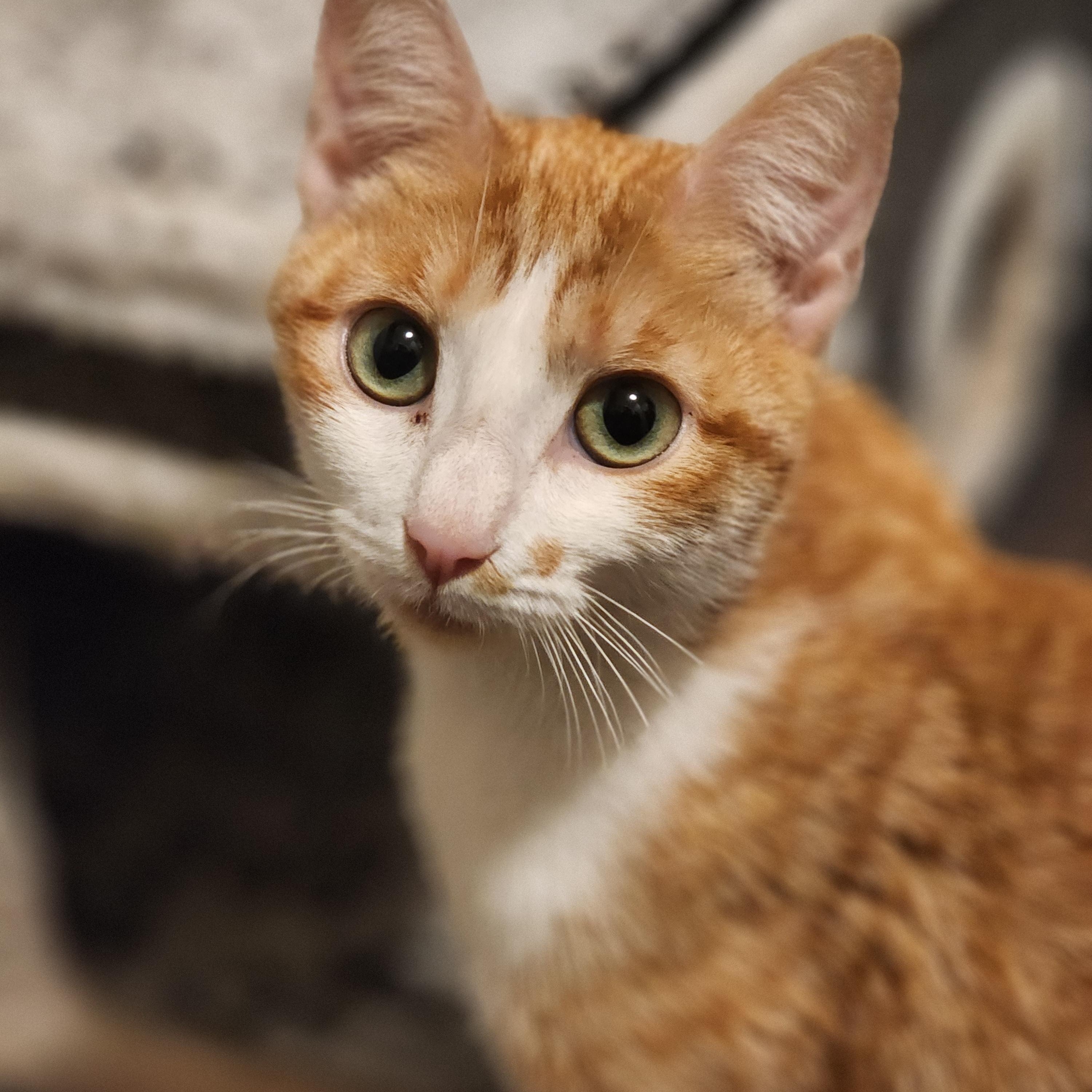 Lemonade, ADOPTABLE, Adult Female Domestic Short Hair.