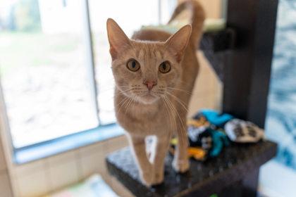 Piper, Adoptable, Young Female Domestic Short Hair & Domestic Short Hair.