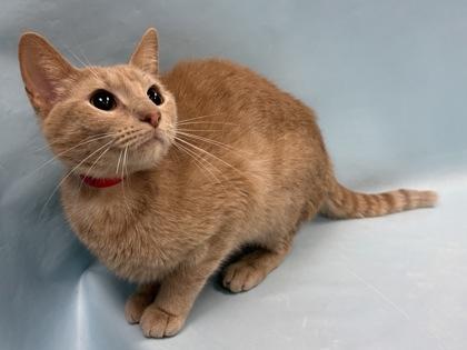 Piper, a Adoptable mixed breed in Coon Rapids, MN image 2/2