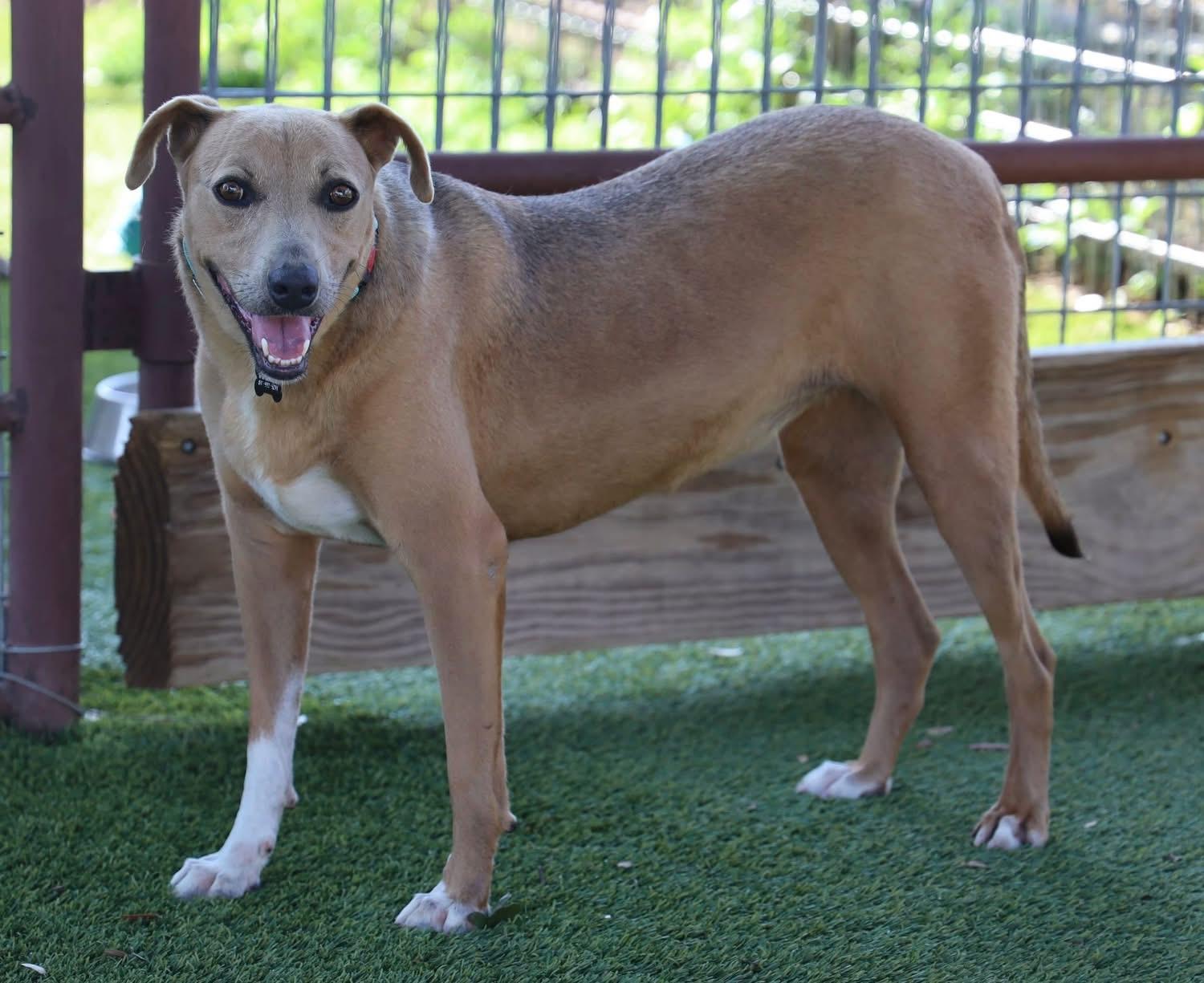 Enlarge Sadie Marie, a Adoptable mixed breed in Southlake, TX image 2/6