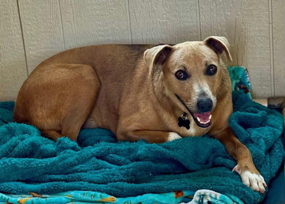 Enlarge Sadie Marie, a Adoptable mixed breed in Southlake, TX image 3/6