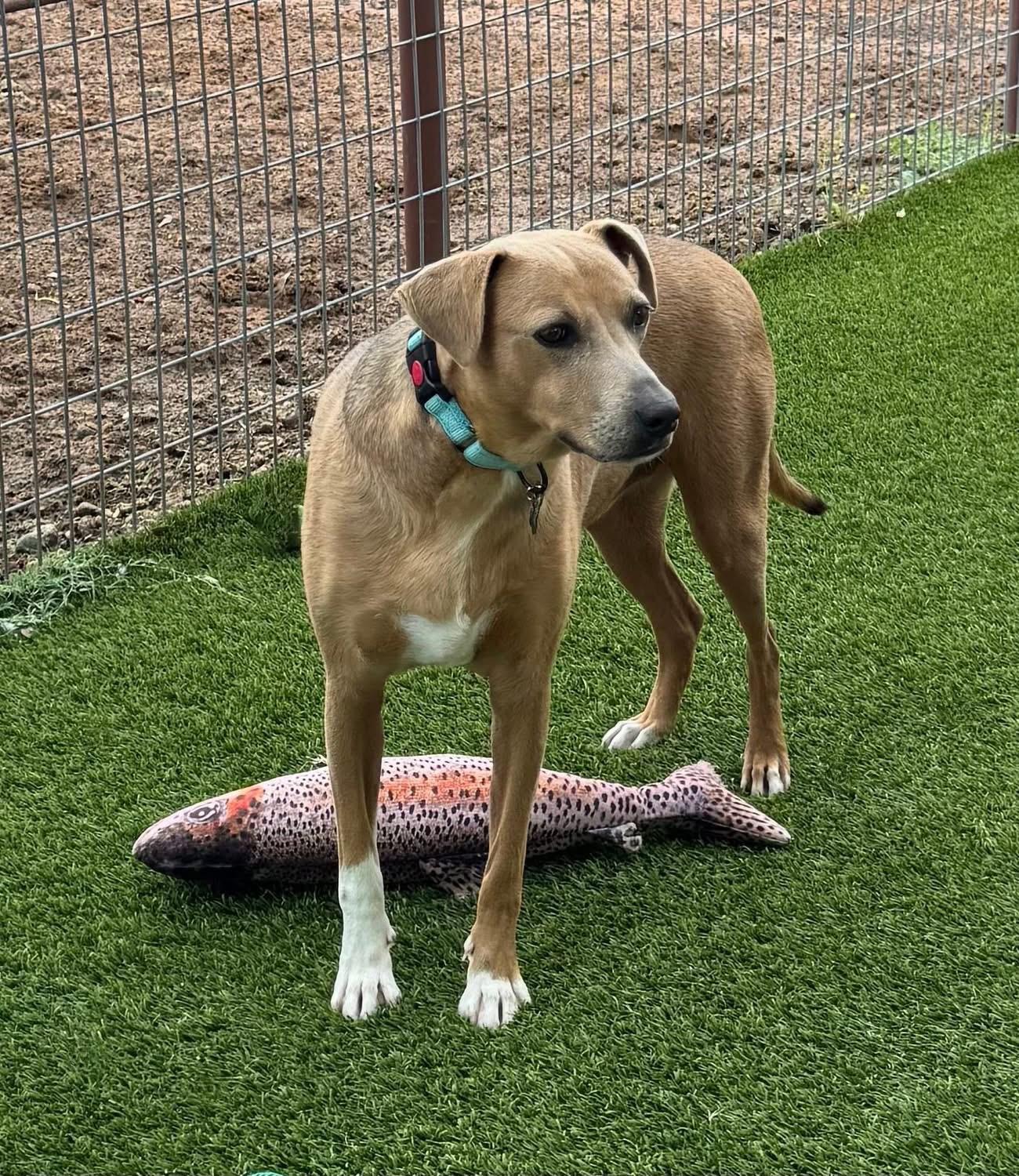 Enlarge Sadie Marie, a Adoptable mixed breed in Southlake, TX image 4/6