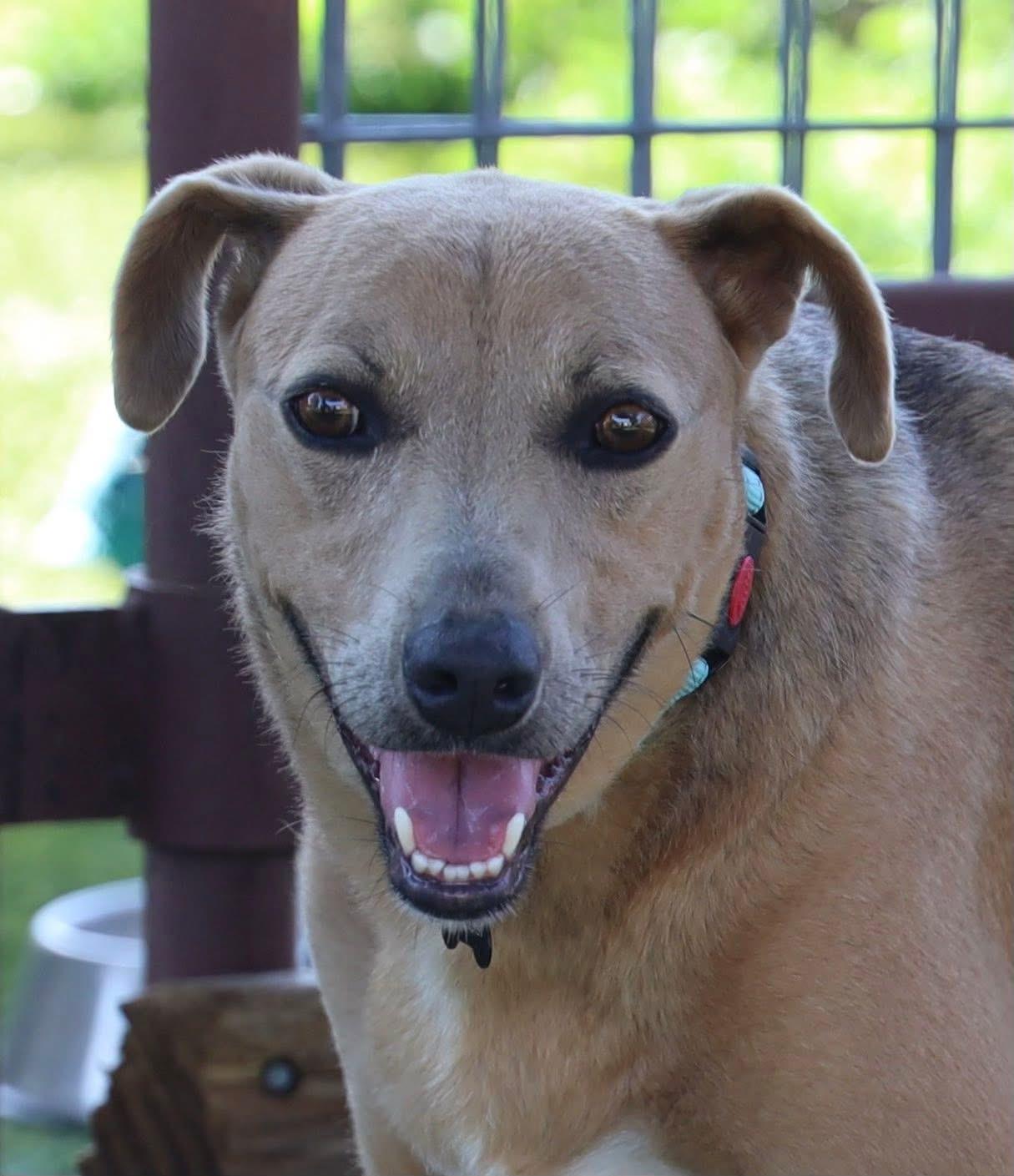 Sadie Marie, Adoptable, Adult Female Labrador Retriever & Mountain Cur.