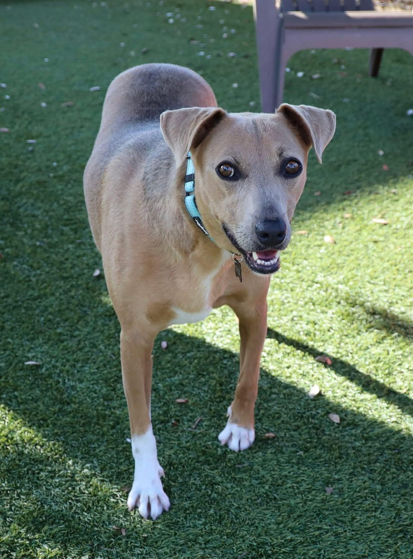 Enlarge Sadie Marie, a Adoptable mixed breed in Southlake, TX image 5/6