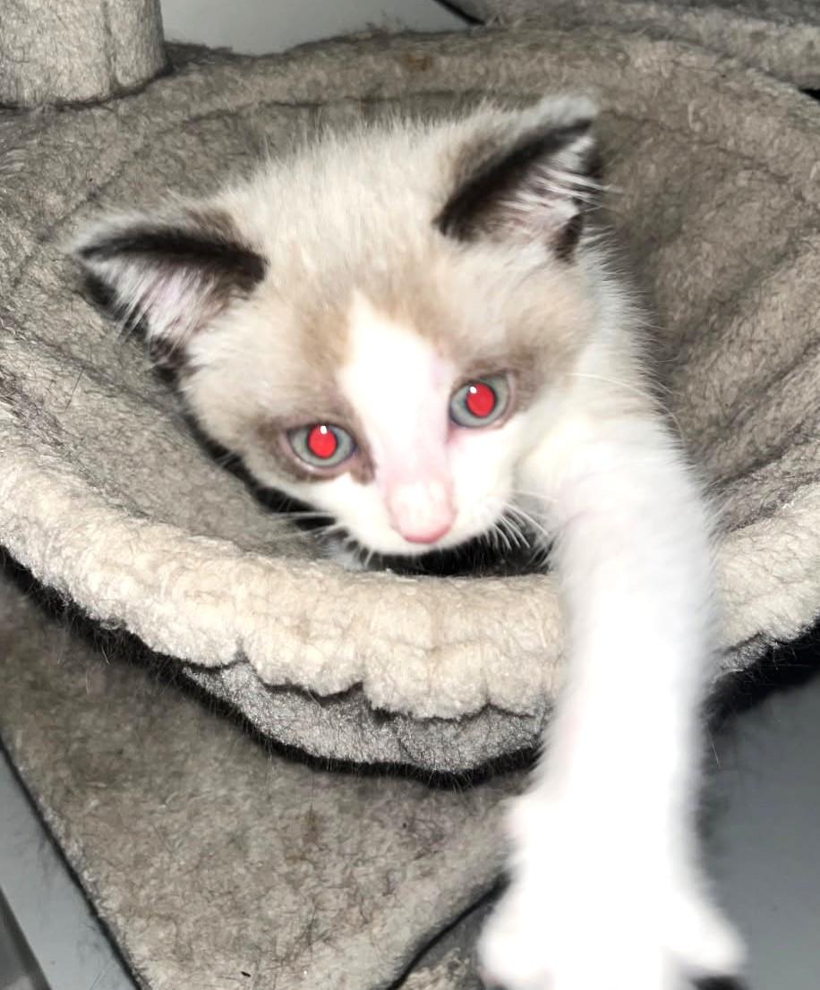 Saben   (Bonded to Wolf), an adoptable Ragdoll, Ragamuffin in Ypsilanti, MI, 48197 | Photo Image 3