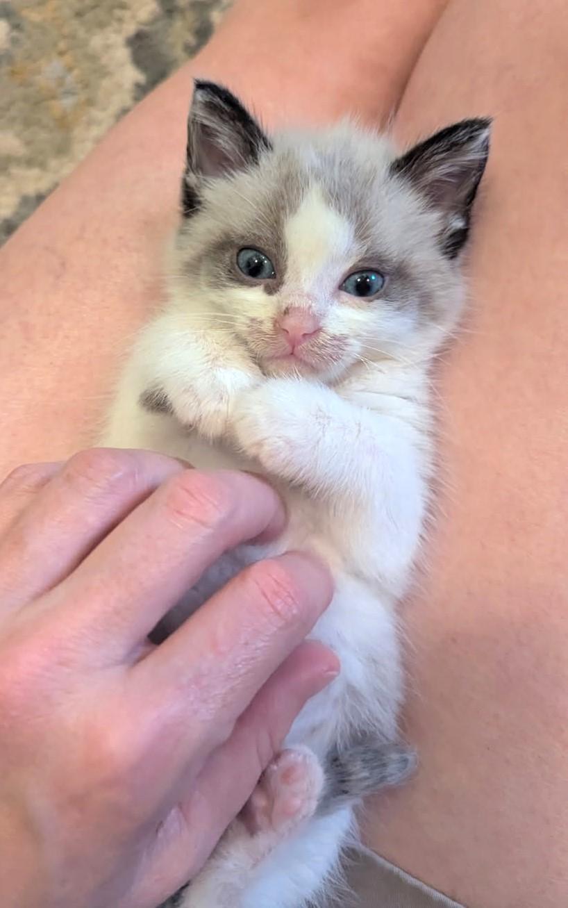 Saben   (Bonded to Wolf), an adoptable Ragdoll, Ragamuffin in Ypsilanti, MI, 48197 | Photo Image 2