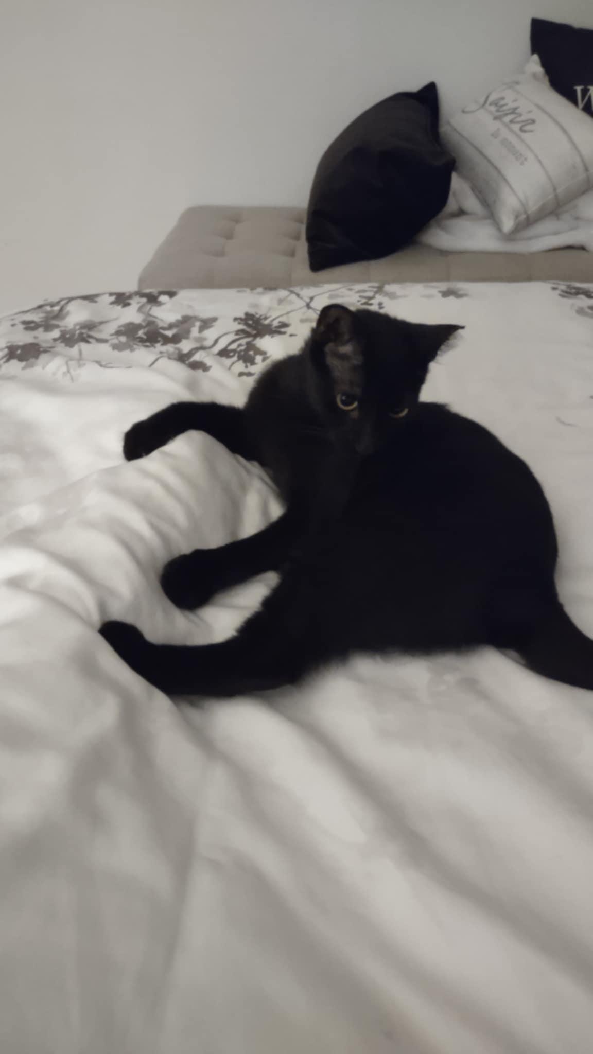 Krissy, a Adoptable Domestic Short Hair in Shakespeare, ON image 3/5