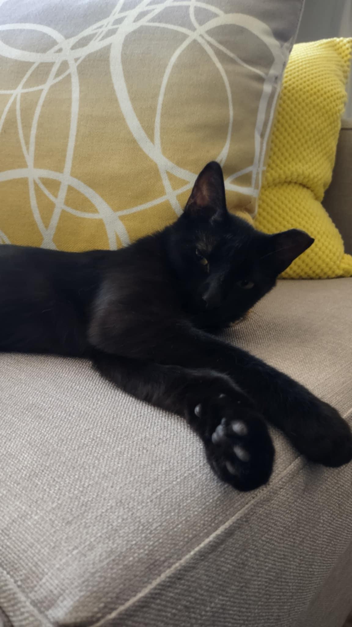 Krissy, a Adoptable Domestic Short Hair in Shakespeare, ON image 4/5