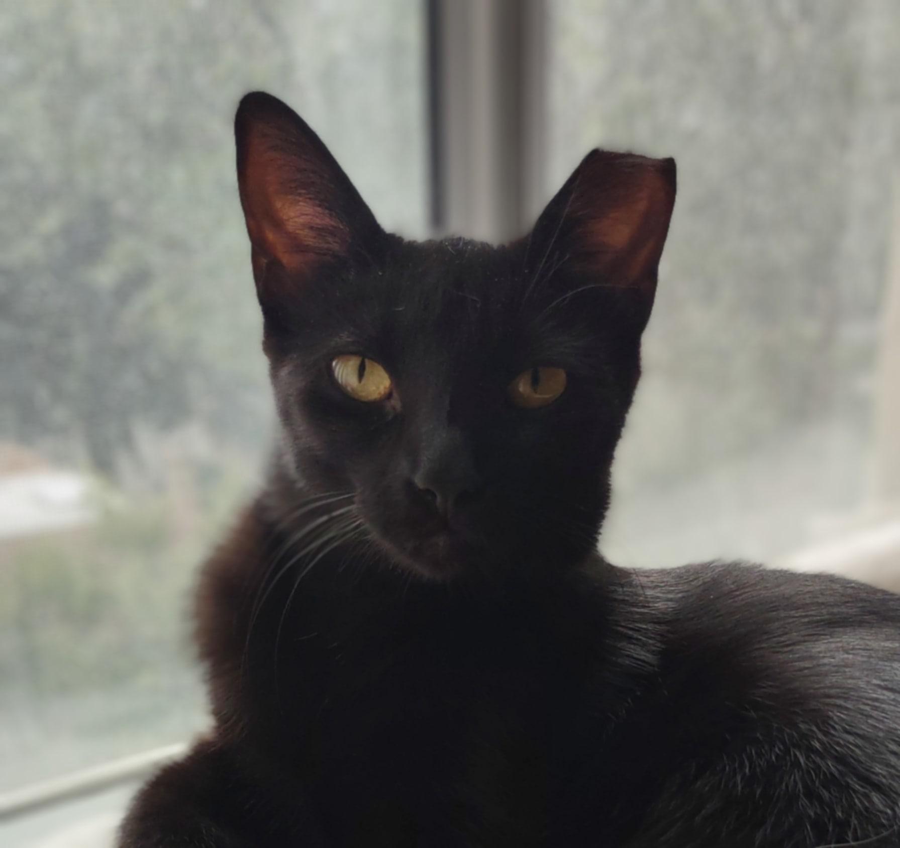 Krissy, a Adoptable Domestic Short Hair in Shakespeare, ON image 1/5