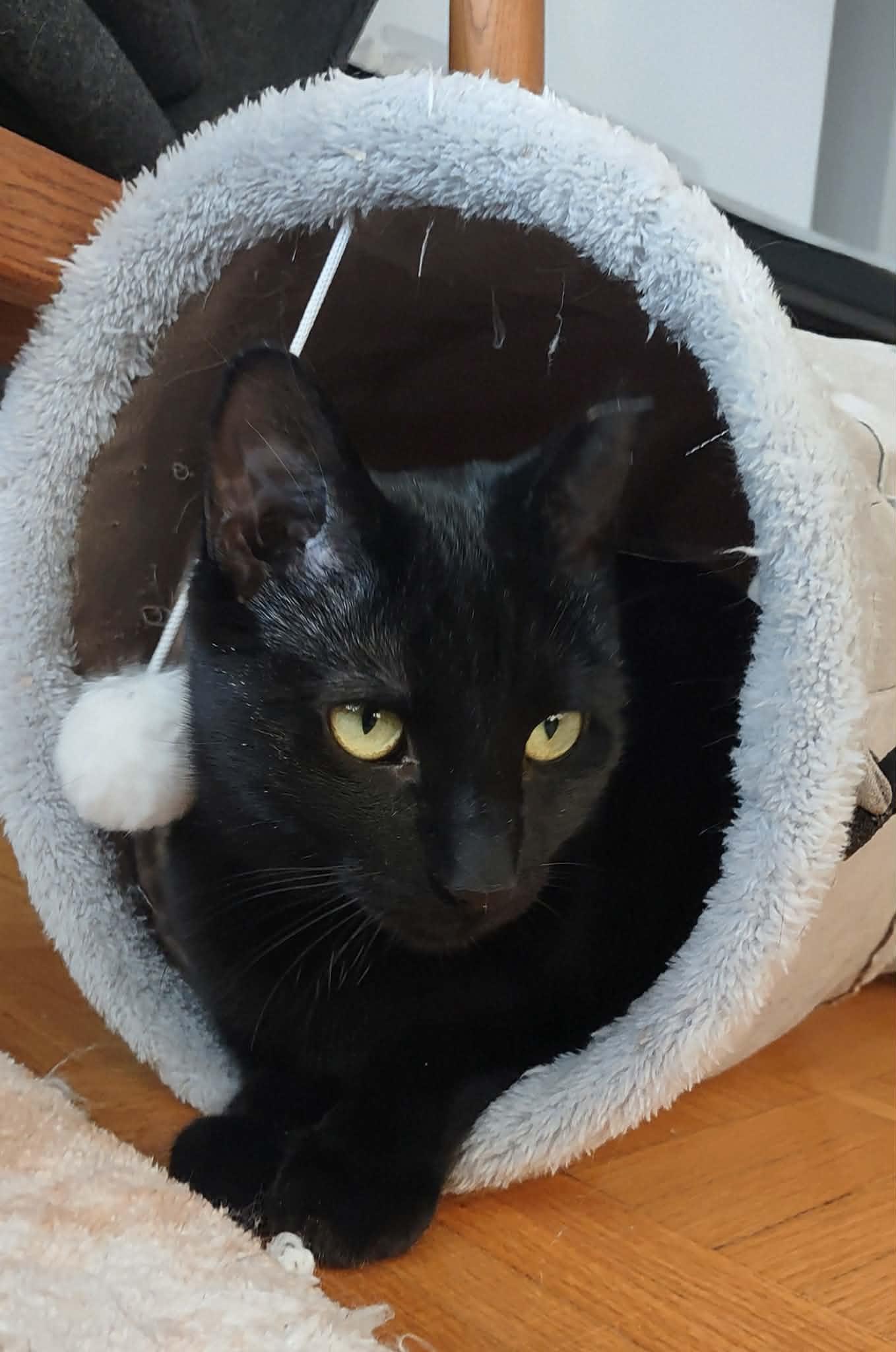 Krissy, Adoptable, Young Female Domestic Short Hair.