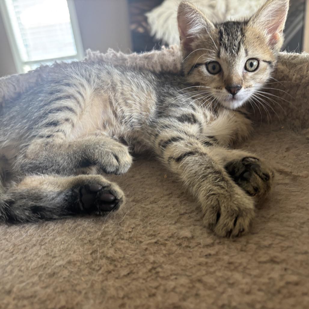 Cheyenne, a Adoptable Domestic Short Hair in Starkville, MS image 1/2