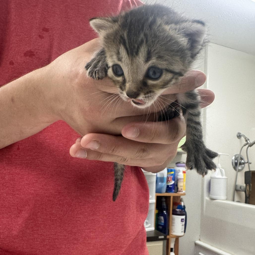 Cheyenne, a Adoptable Domestic Short Hair in Starkville, MS image 2/2