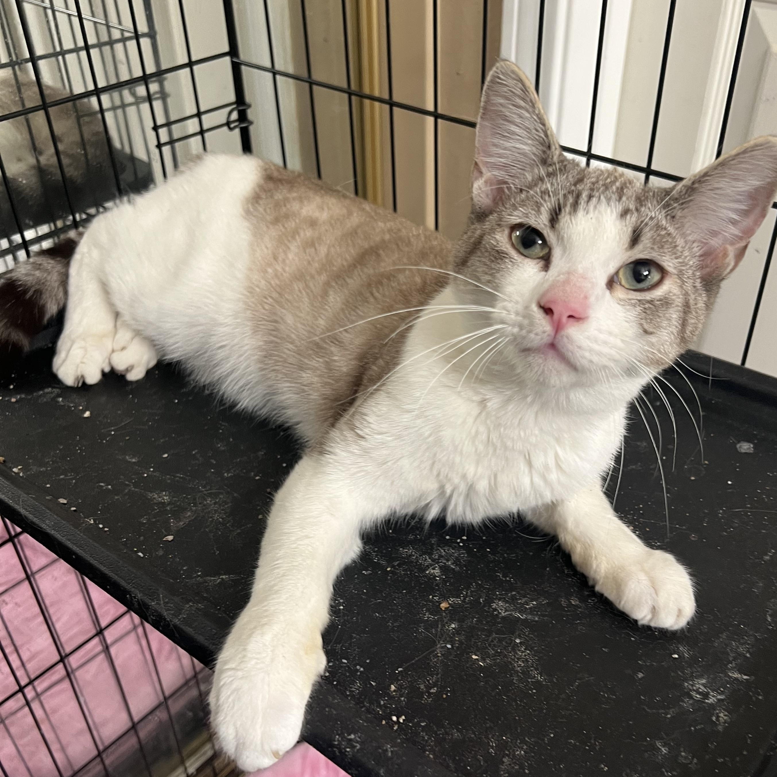 Jackie’s, a Adoptable mixed breed in Glendora, CA image 4/6