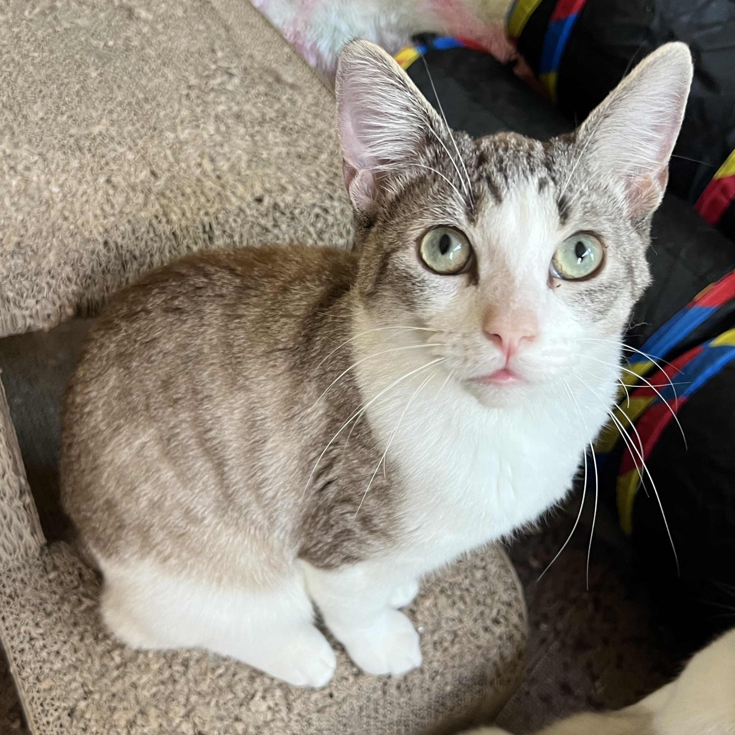 Jackie’s, a Adoptable mixed breed in Glendora, CA image 2/6