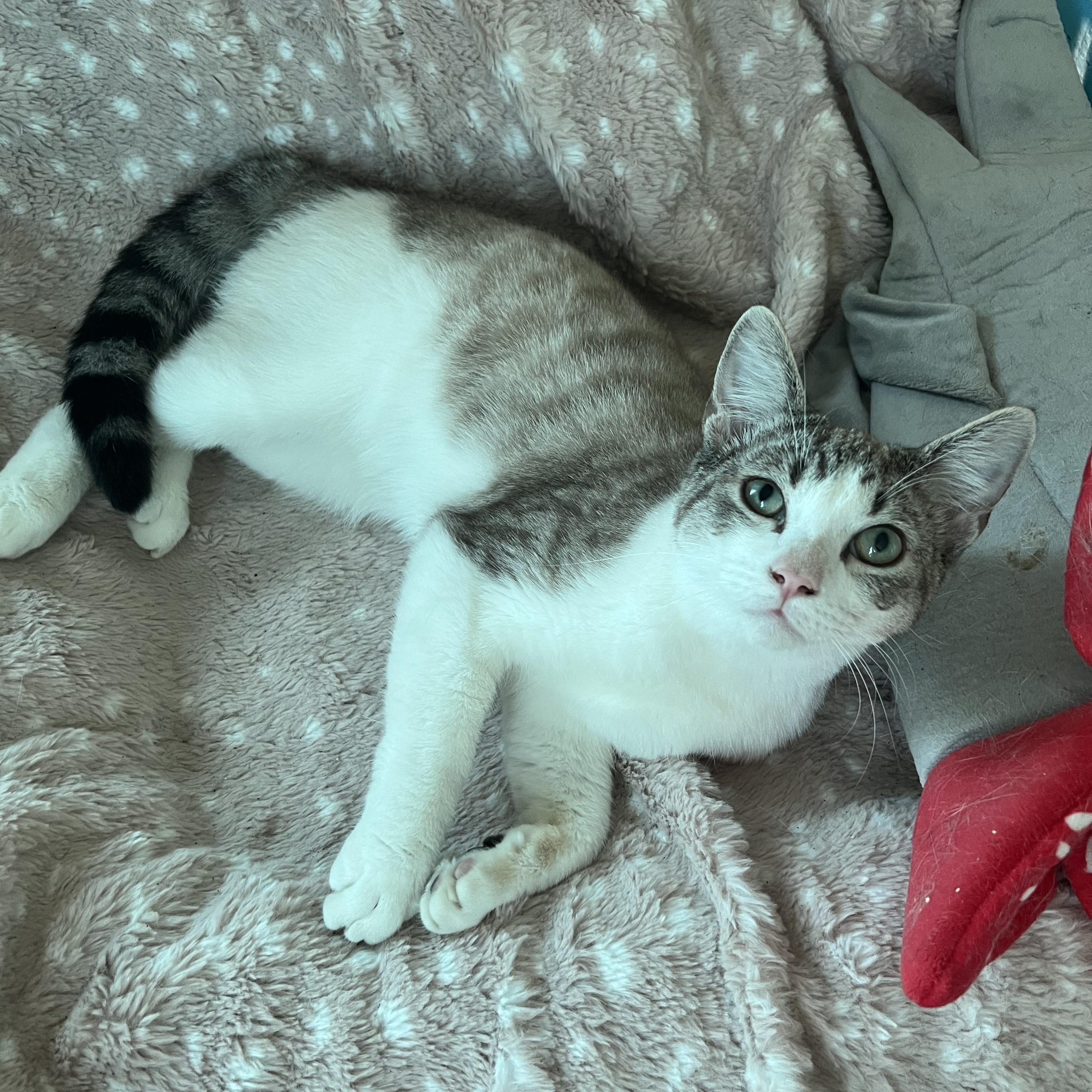 Jackie’s, a Adoptable mixed breed in Glendora, CA image 6/6