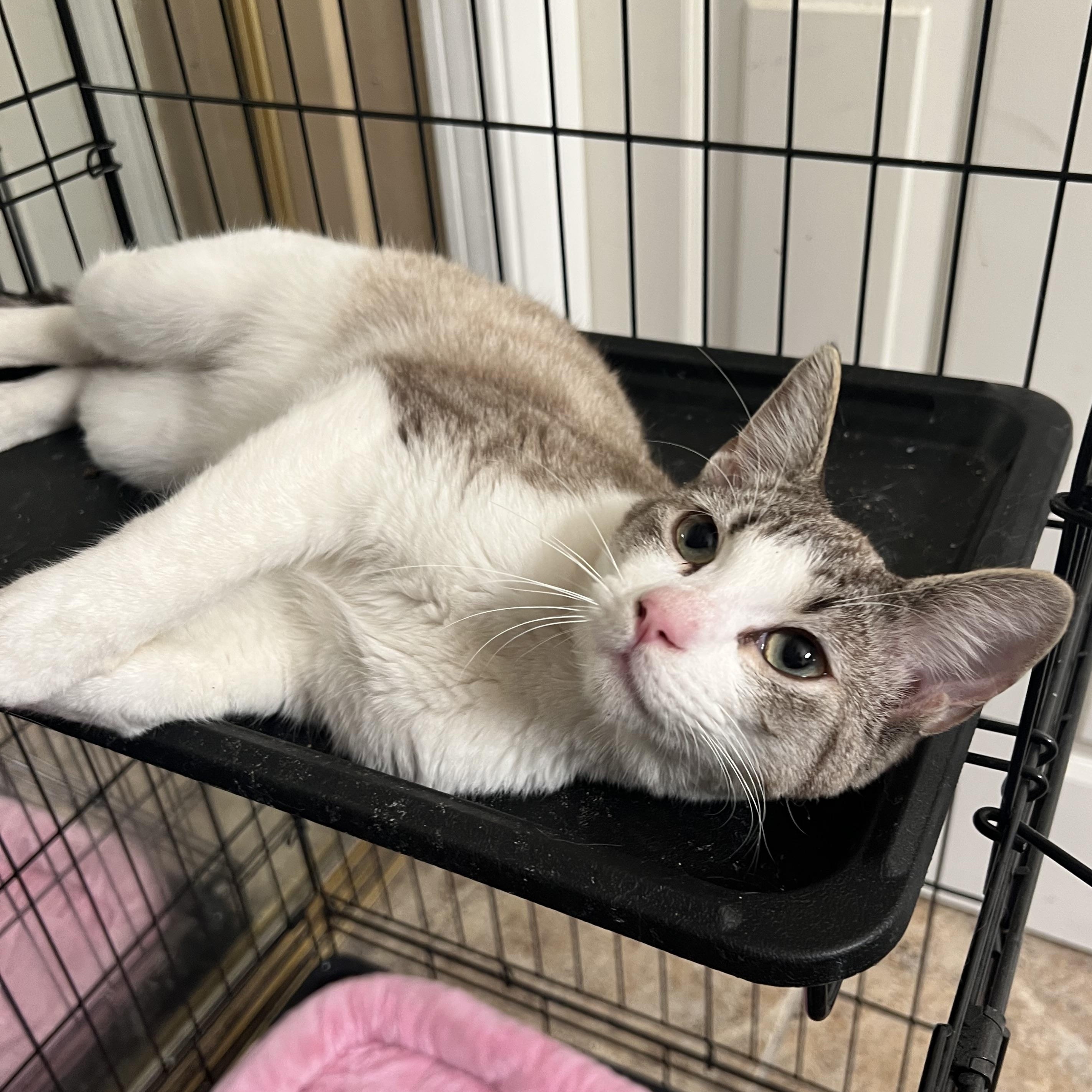 Jackie’s, a Adoptable mixed breed in Glendora, CA image 5/6