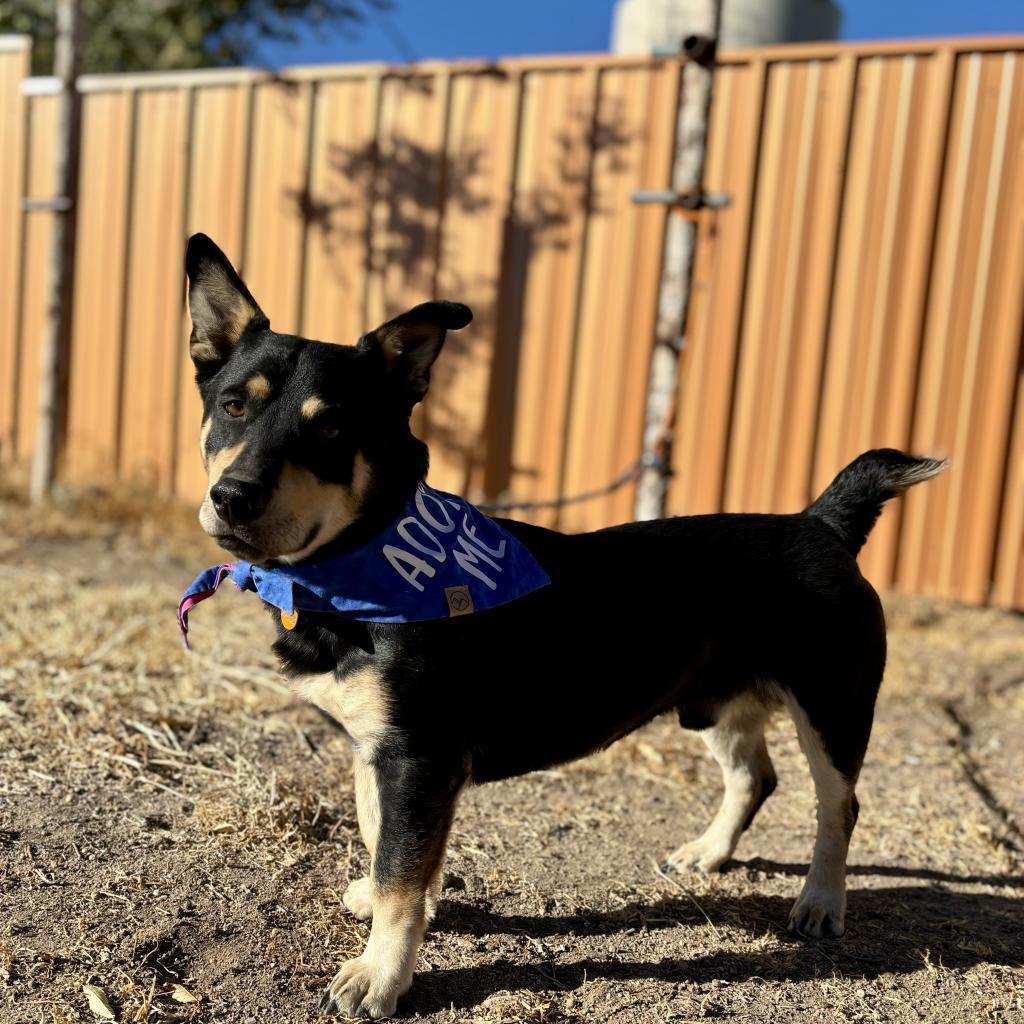 Rugby, a Adoptable mixed breed in Prescott, AZ image 1/6