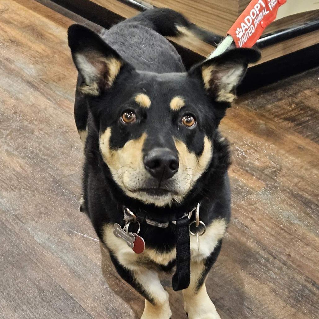 Rugby, a Adoptable mixed breed in Prescott, AZ image 2/6