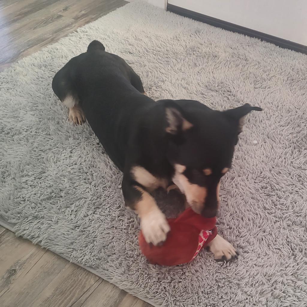 Rugby, a Adoptable mixed breed in Prescott, AZ image 3/6