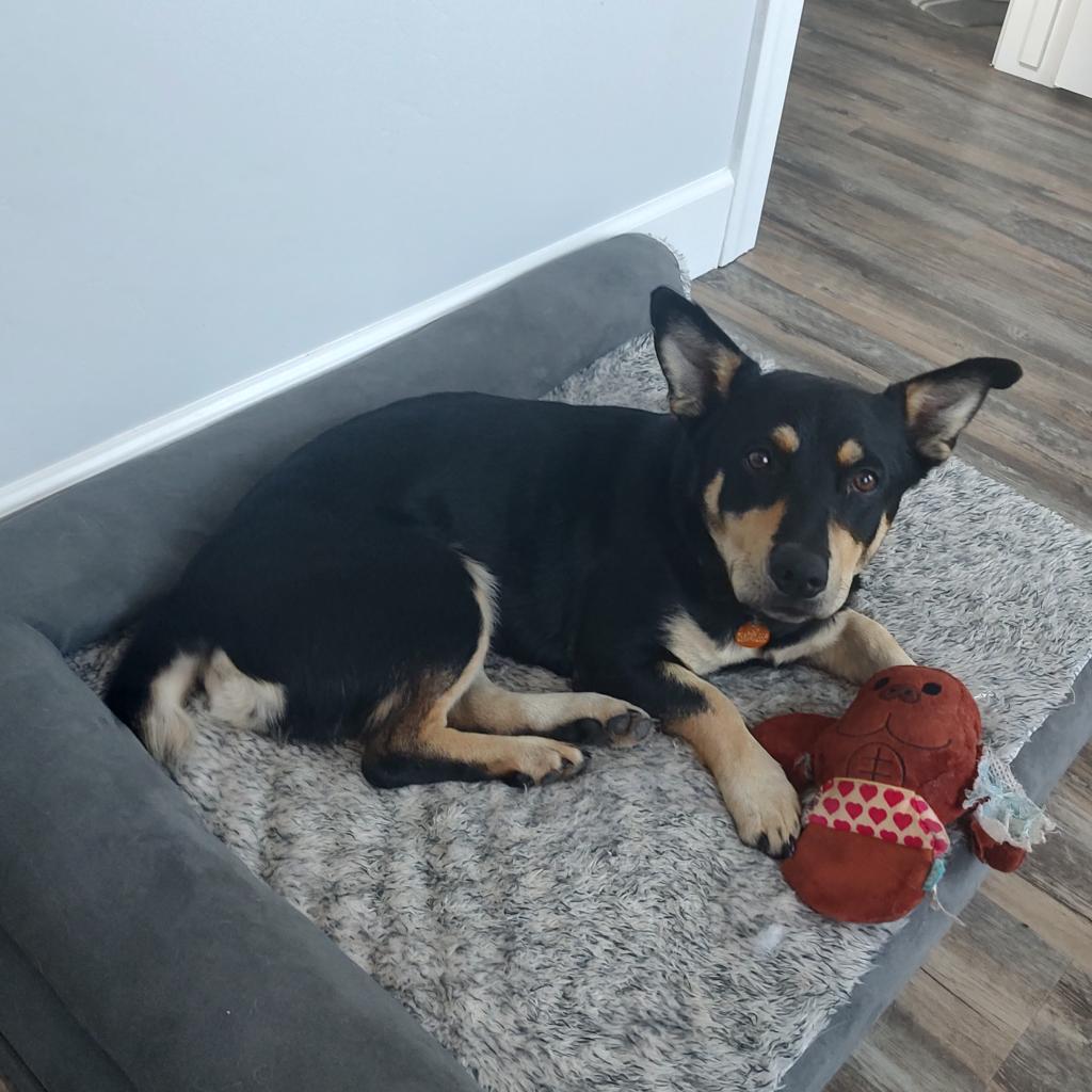 Rugby, a Adoptable mixed breed in Prescott, AZ image 4/6