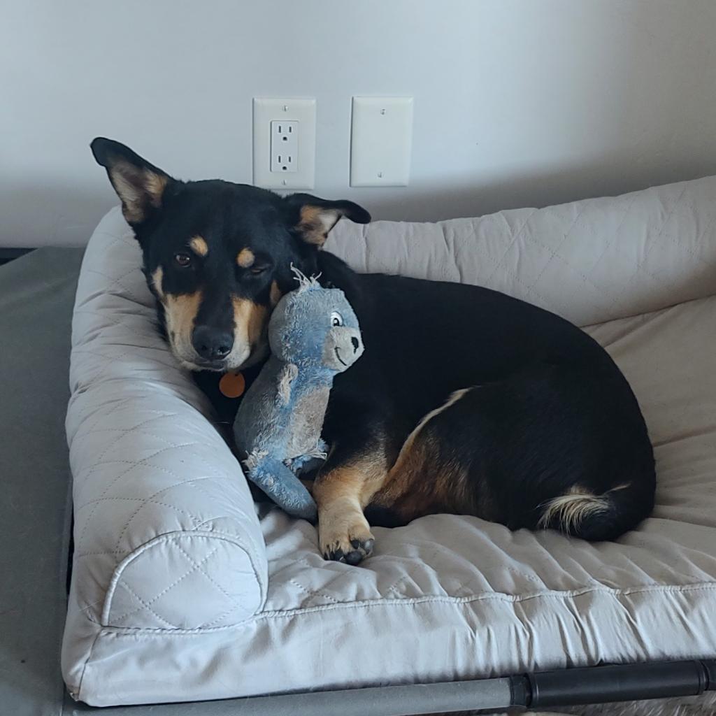 Rugby, a Adoptable mixed breed in Prescott, AZ image 6/6