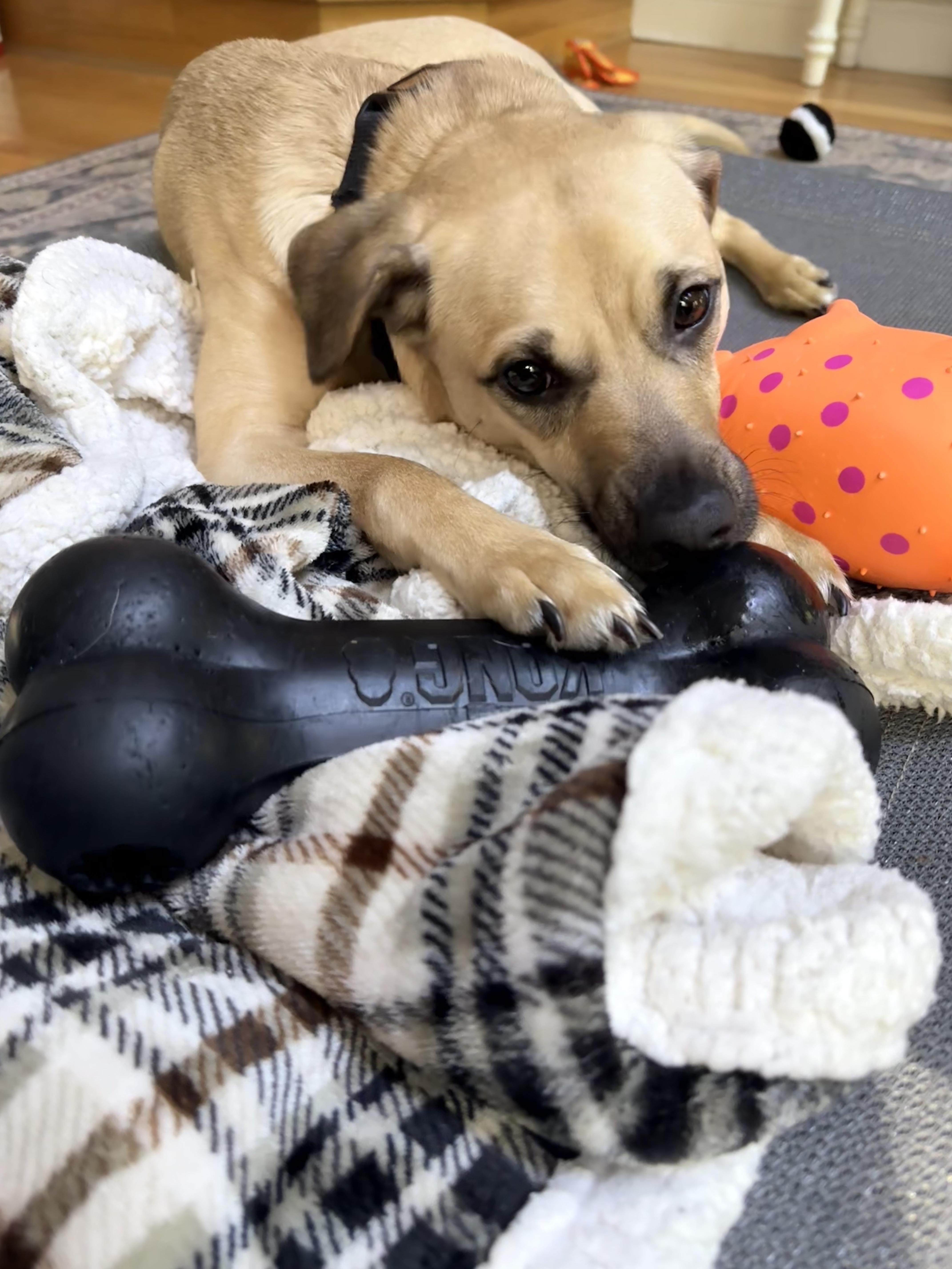 Enlarge Outlaw (Winston), a Adoptable mixed breed in New Boston, NH image 3/5