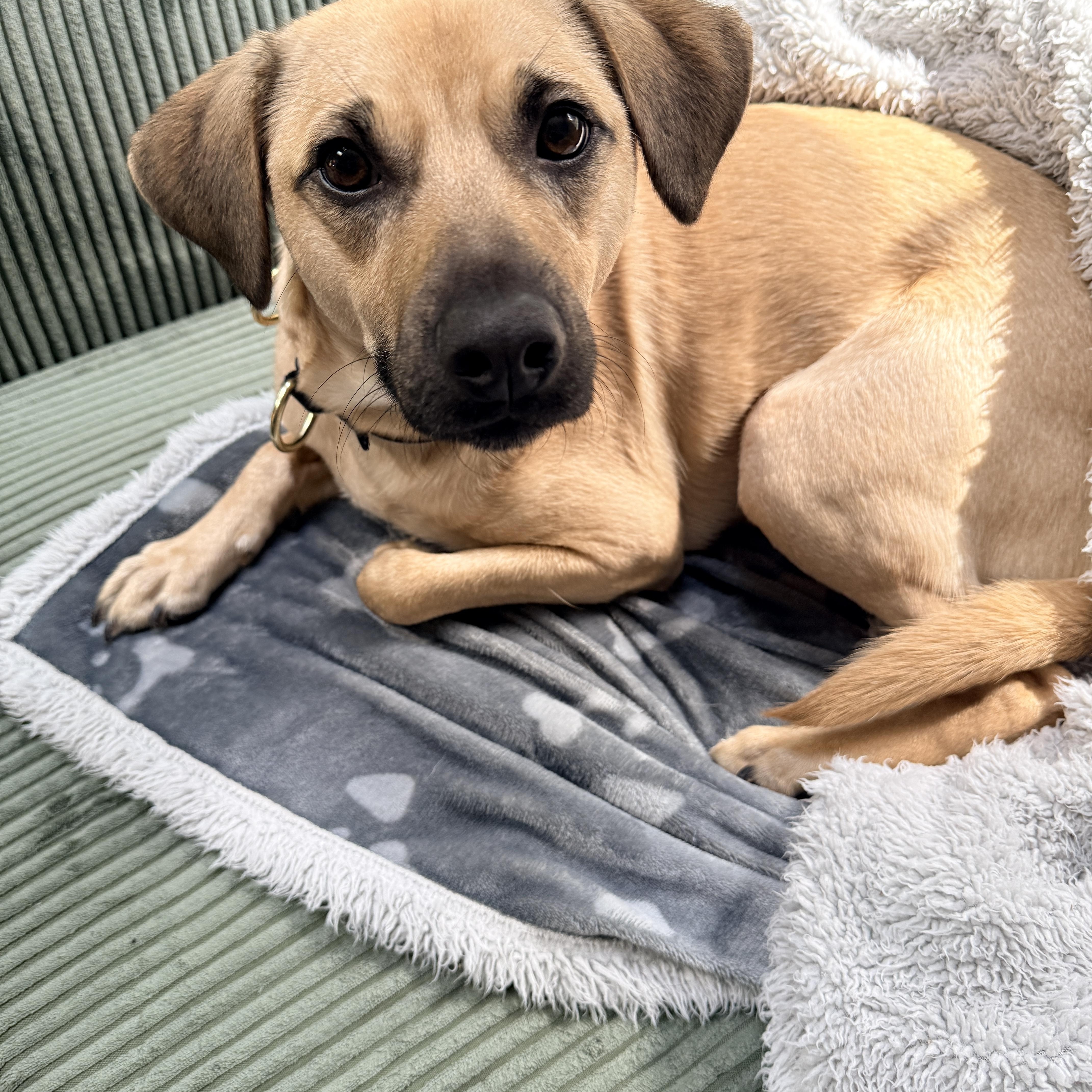 Enlarge Outlaw (Winston), a Adoptable mixed breed in New Boston, NH image 1/5