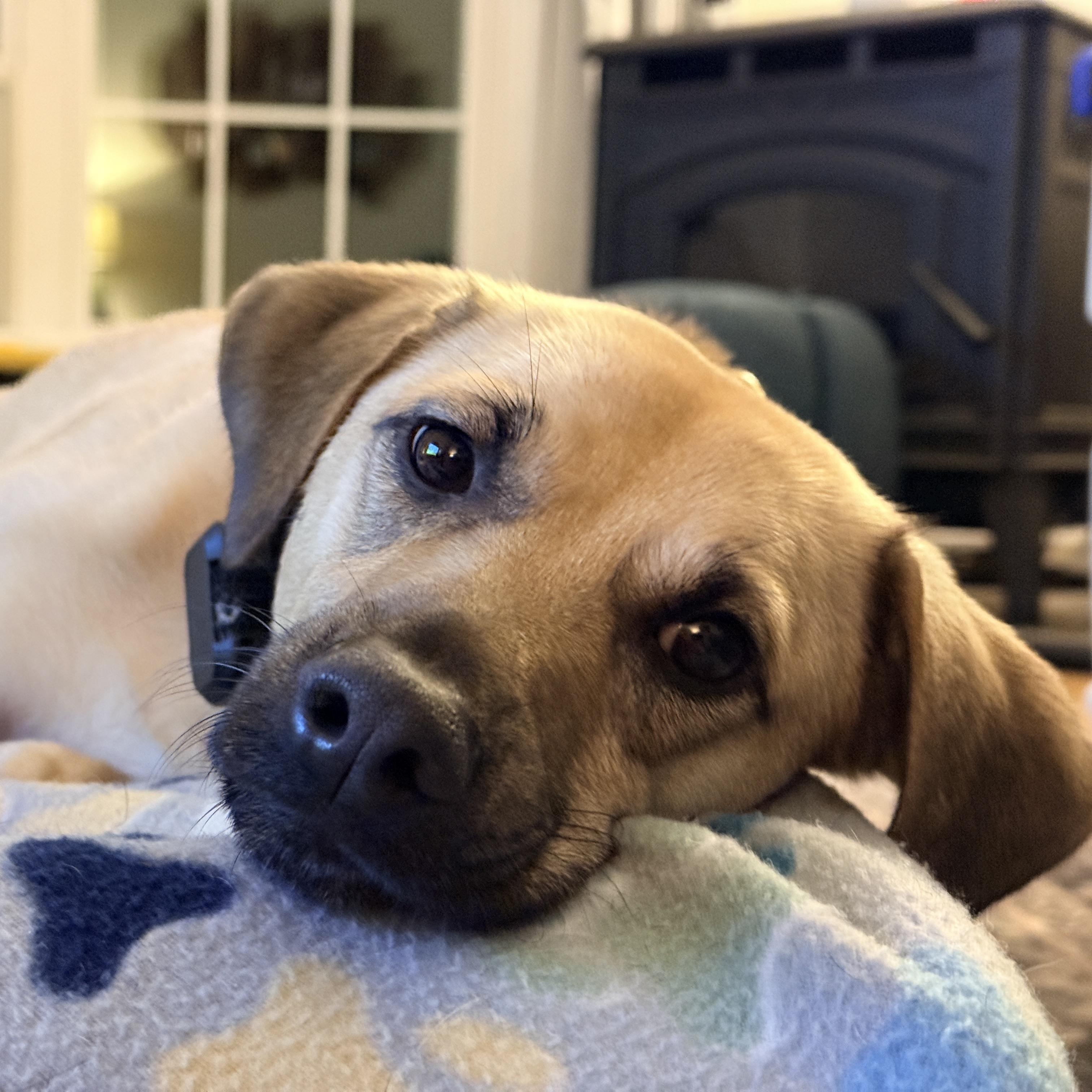 Enlarge Outlaw (Winston), a Adoptable mixed breed in New Boston, NH image 4/5