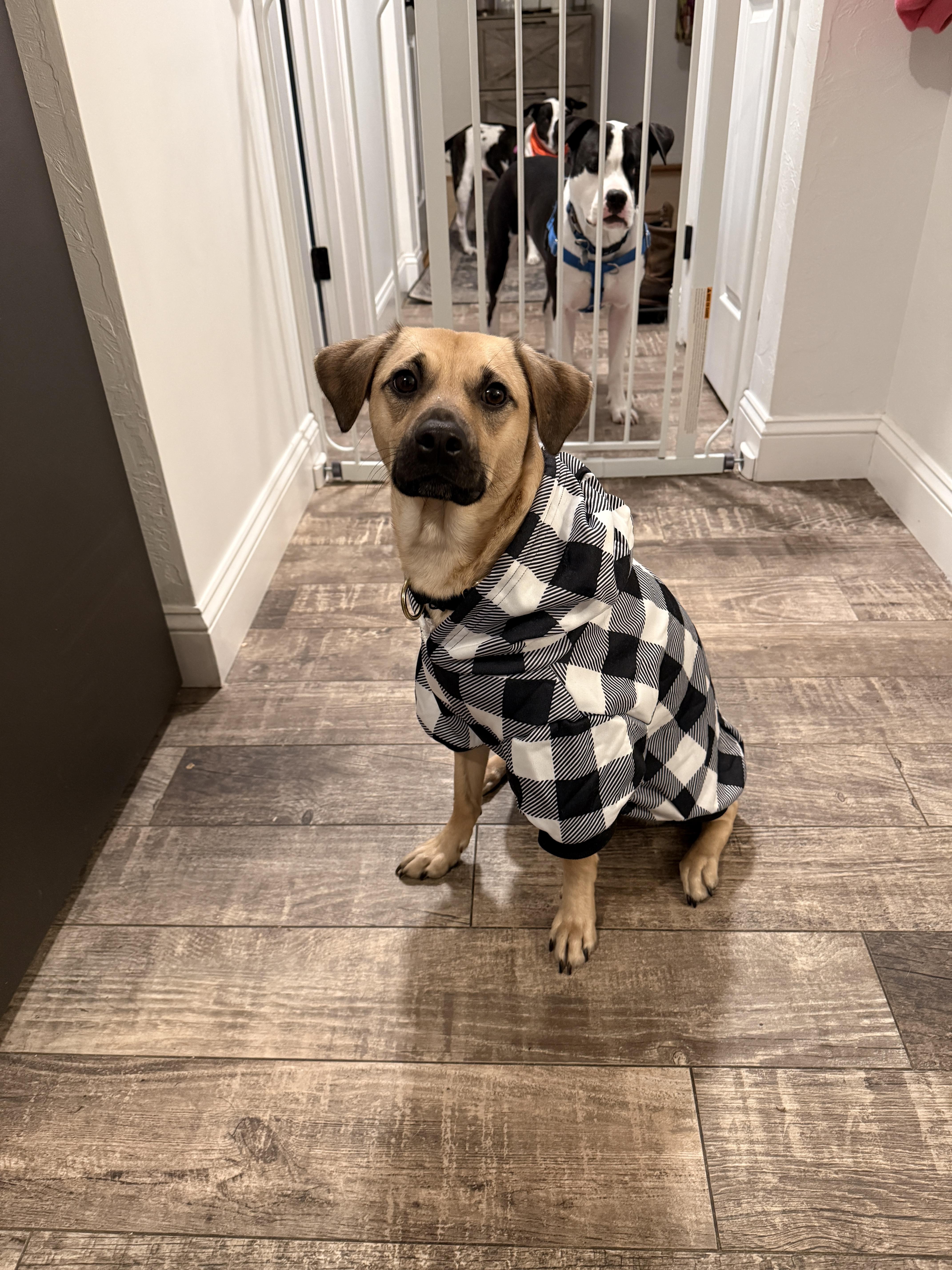Enlarge Outlaw (Winston), a Adoptable mixed breed in New Boston, NH image 5/5