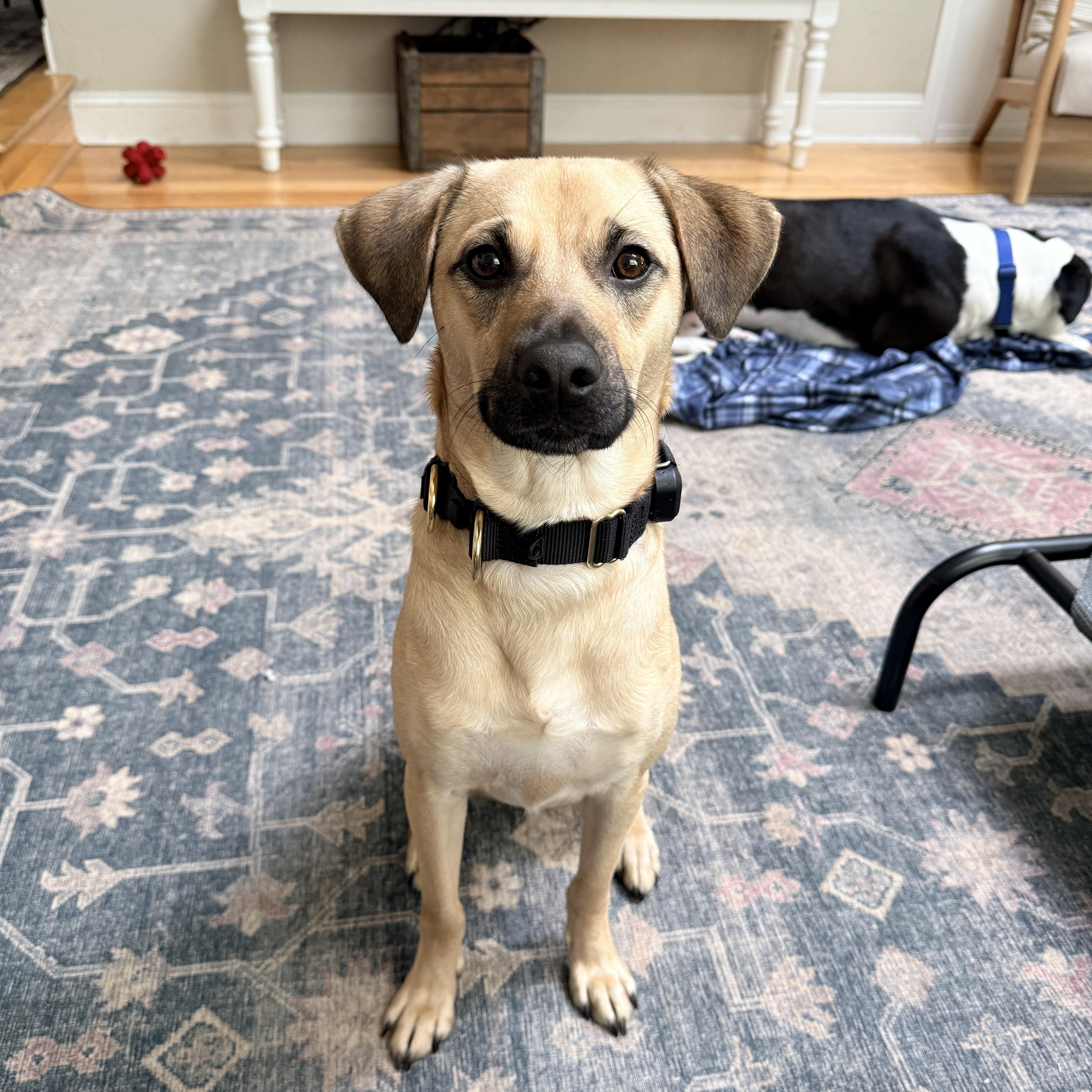 Enlarge Outlaw (Winston), a Adoptable mixed breed in New Boston, NH image 2/5