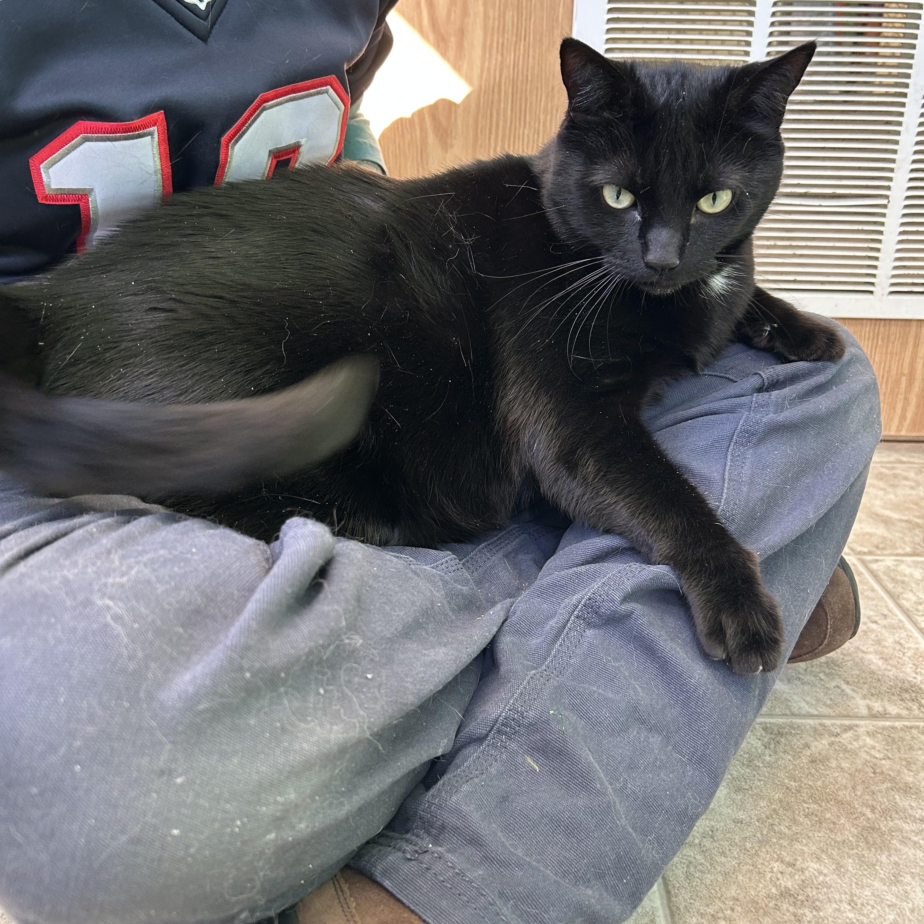 Enlarge Tiny, a Adoptable Domestic Short Hair in Greenbelt, MD image 3/6