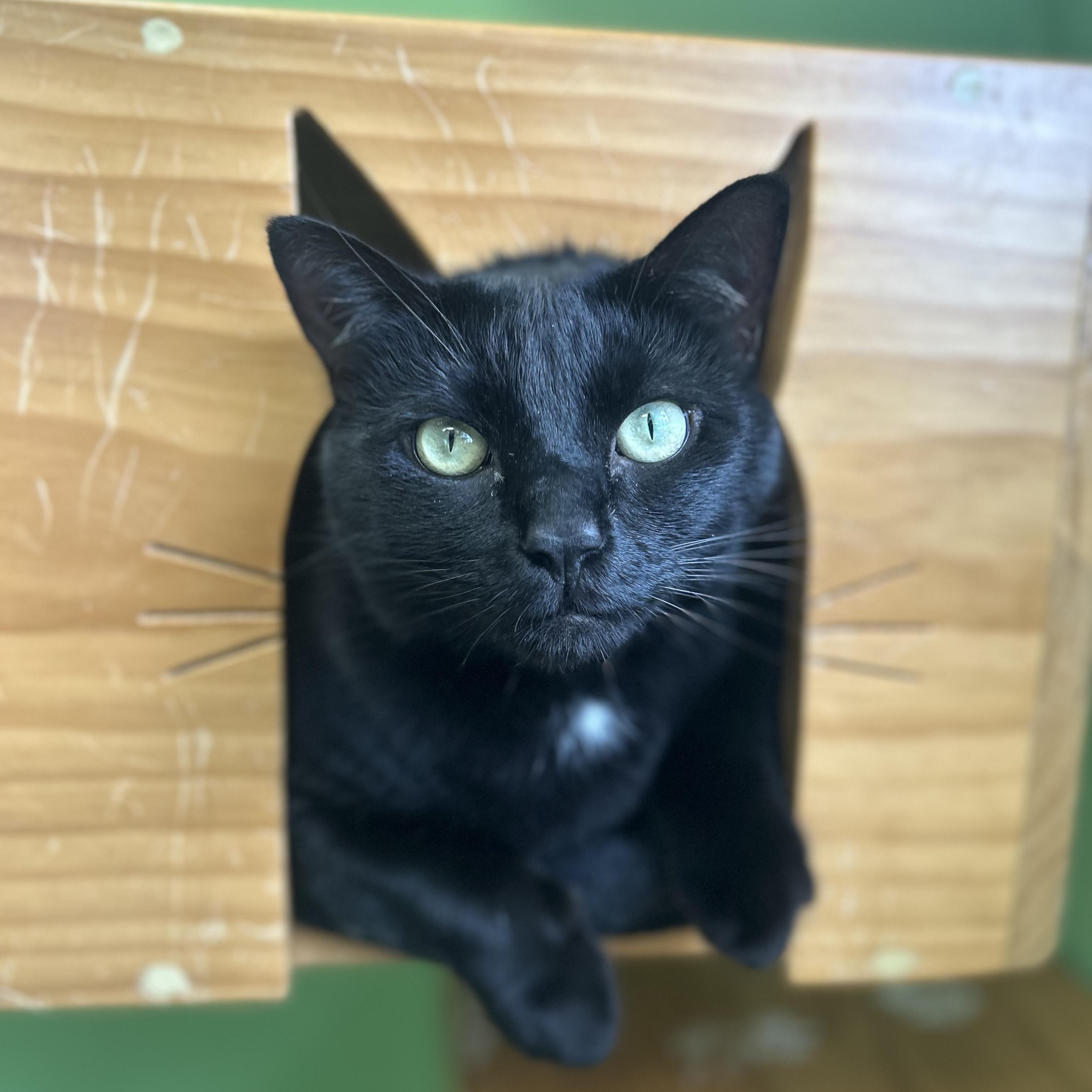 Enlarge Tiny, a Adoptable Domestic Short Hair in Greenbelt, MD image 2/6