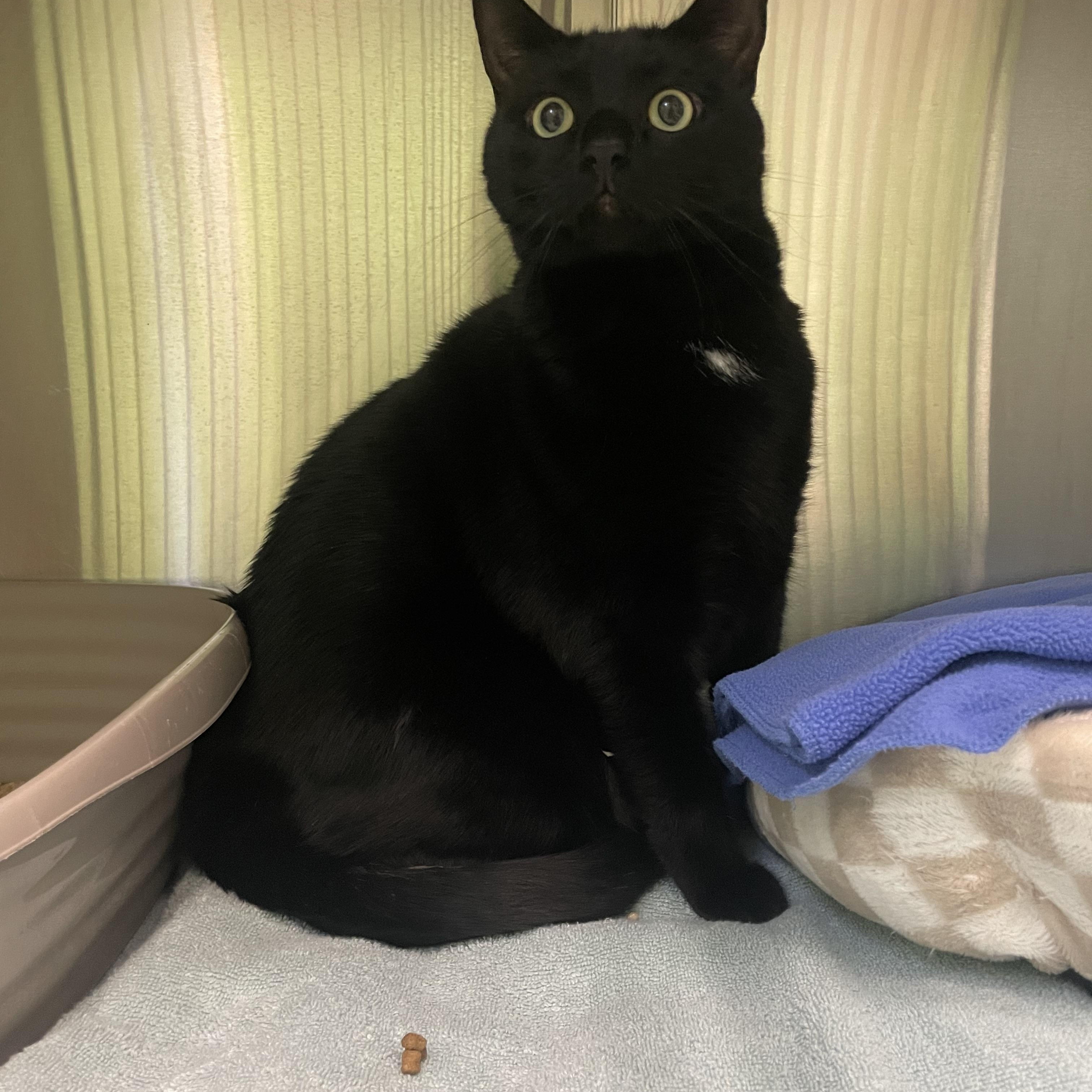 Tiny, Adoptable, Adult Male Domestic Short Hair.