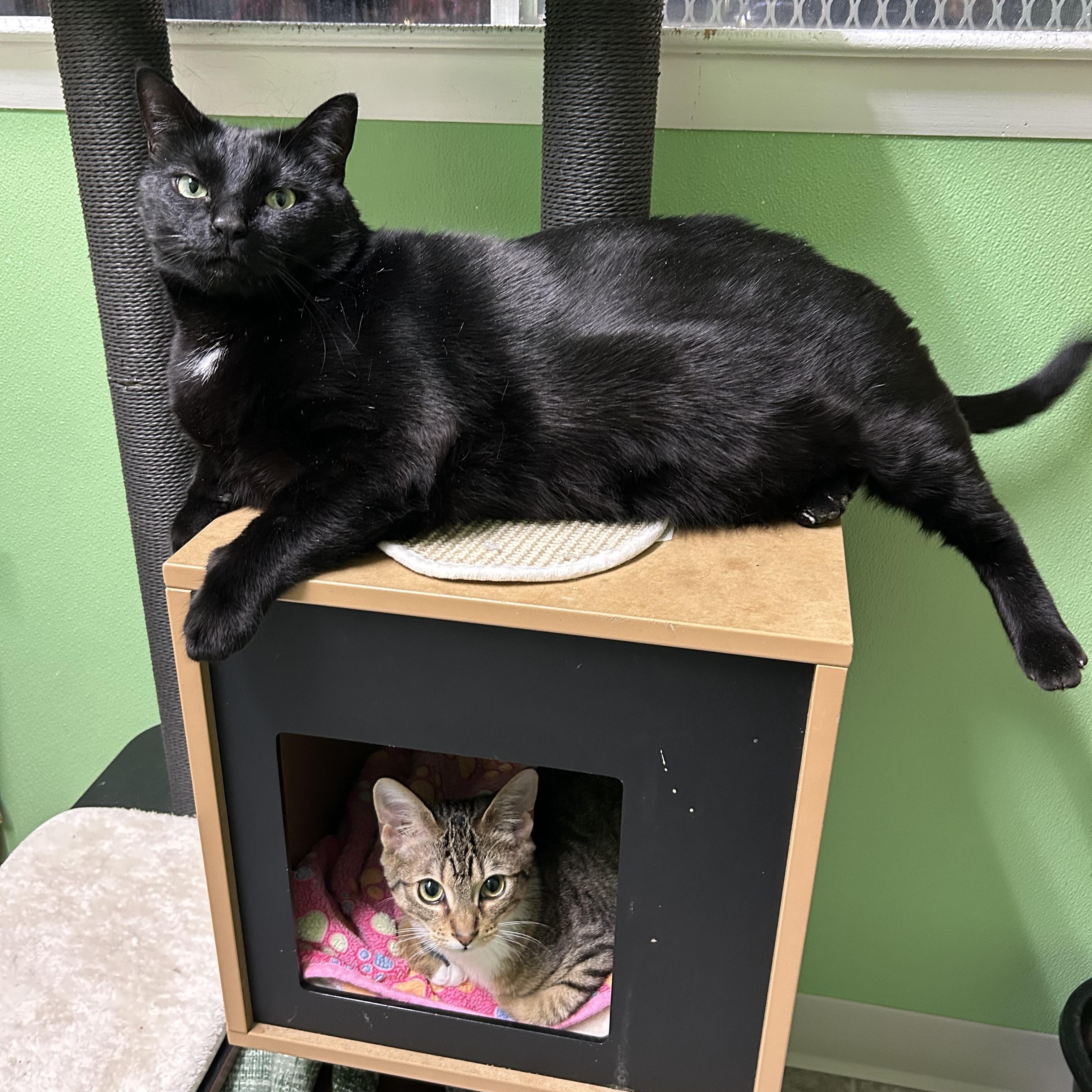 Enlarge Tiny, a Adoptable Domestic Short Hair in Greenbelt, MD image 5/6