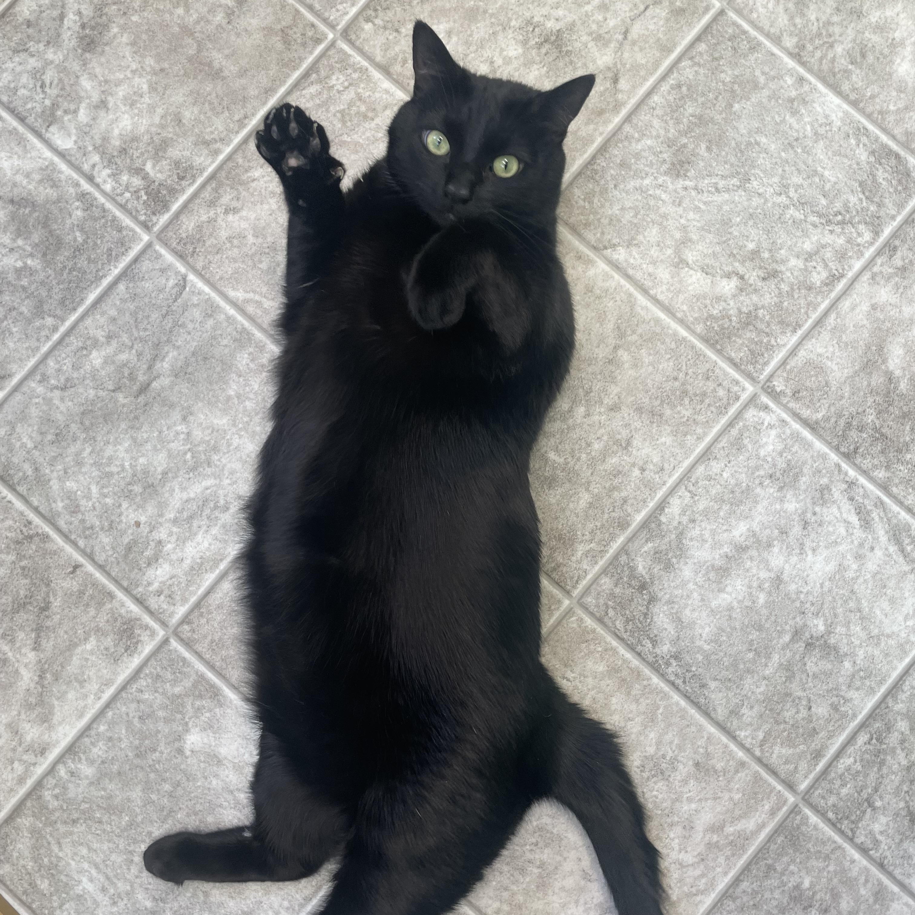 Enlarge Tiny, a Adoptable Domestic Short Hair in Greenbelt, MD image 4/6